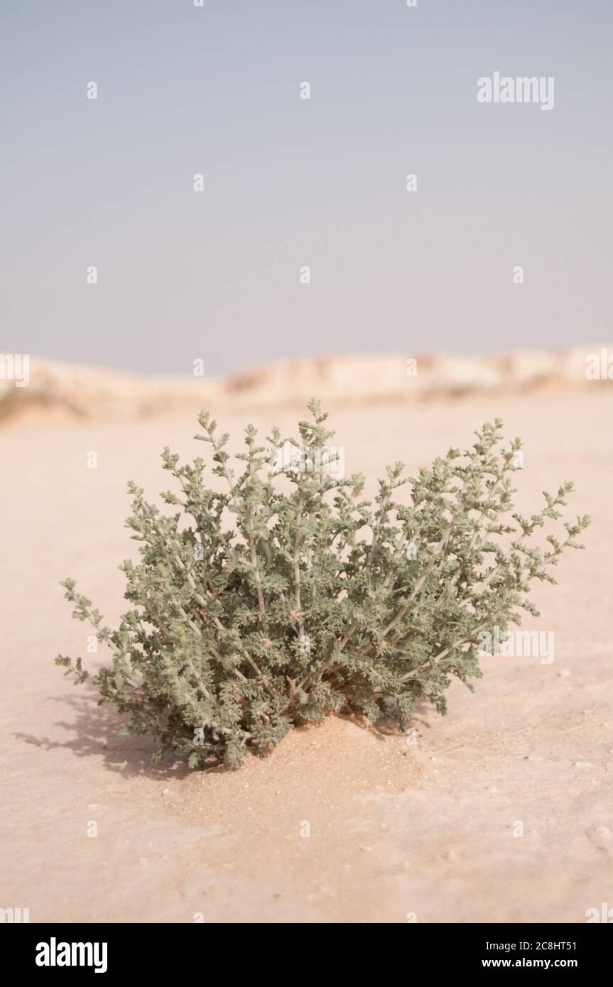 Trockene Wüstenvegetation in der östlichen Wüste der Region Badia, Wadi Dahek, Haschemitisches Königreich Jordanien. Stockfoto