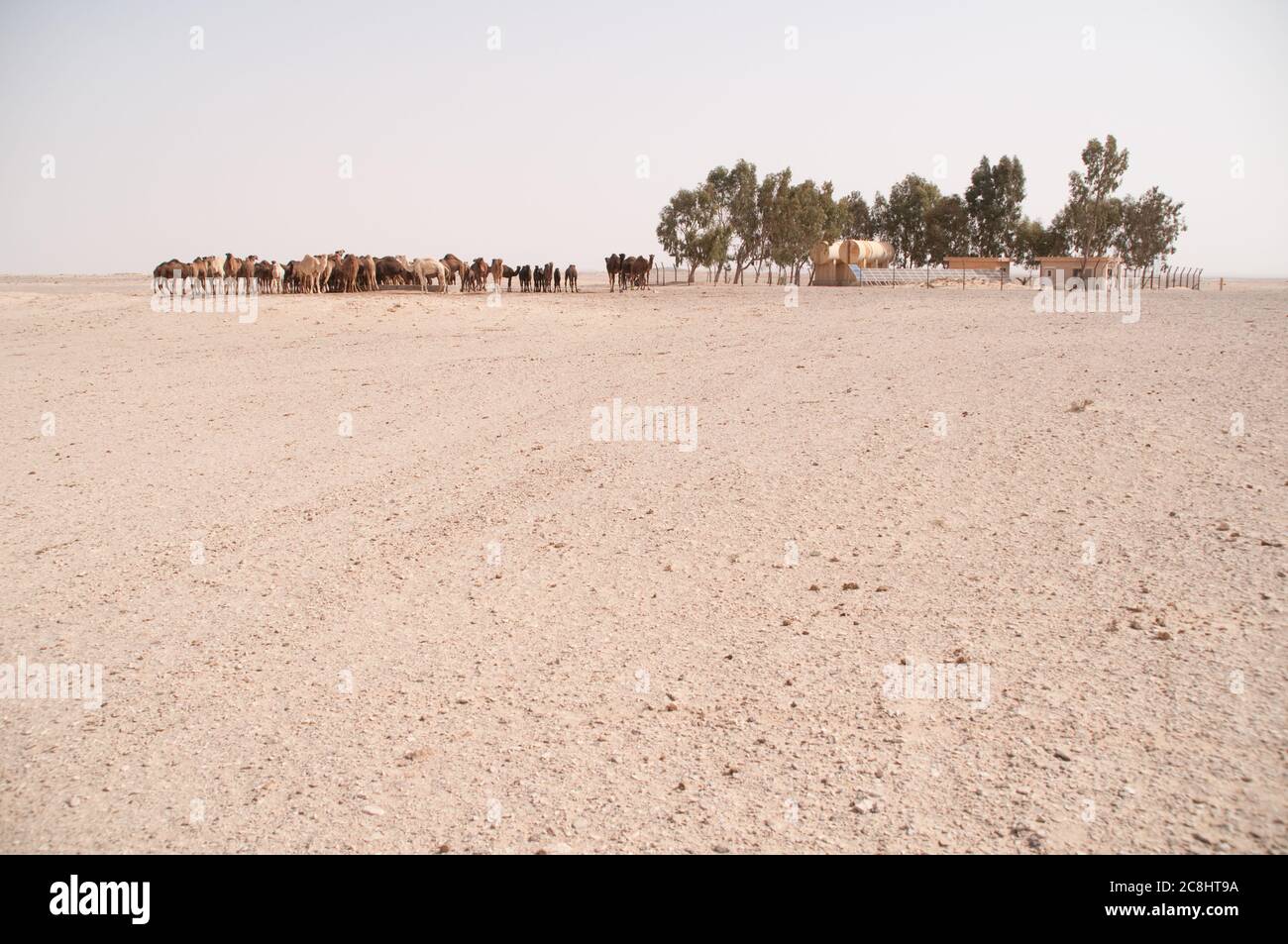 Eine Herde domestizierter arabischer Kamele an einer Wasserstelle in der östlichen Wüste der Region Badia, Wadi Dahek, dem Haschemitischen Königreich Jordanien. Stockfoto