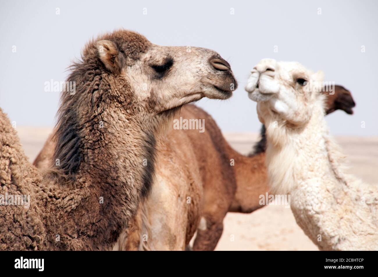 Eine Herde domestizierter arabischer Kamele an einer Wasserstelle in der östlichen Wüste der Region Badia, Wadi Dahek, dem Haschemitischen Königreich Jordanien. Stockfoto