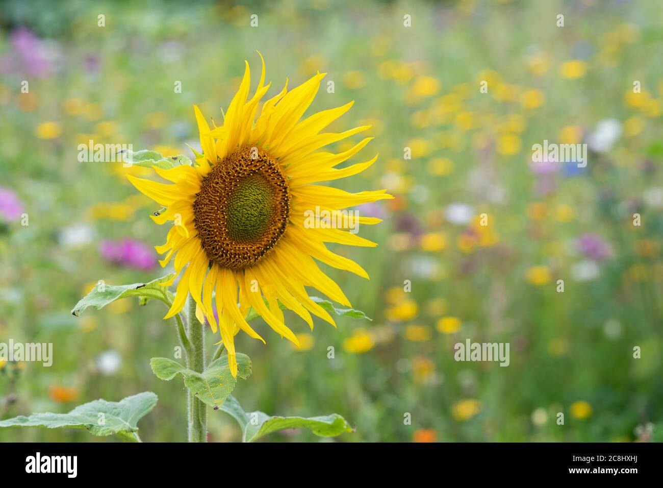 Helianthus annuus. Einblühend Sonnenblume in einer Wildblumenwiese. GROSSBRITANNIEN Stockfoto