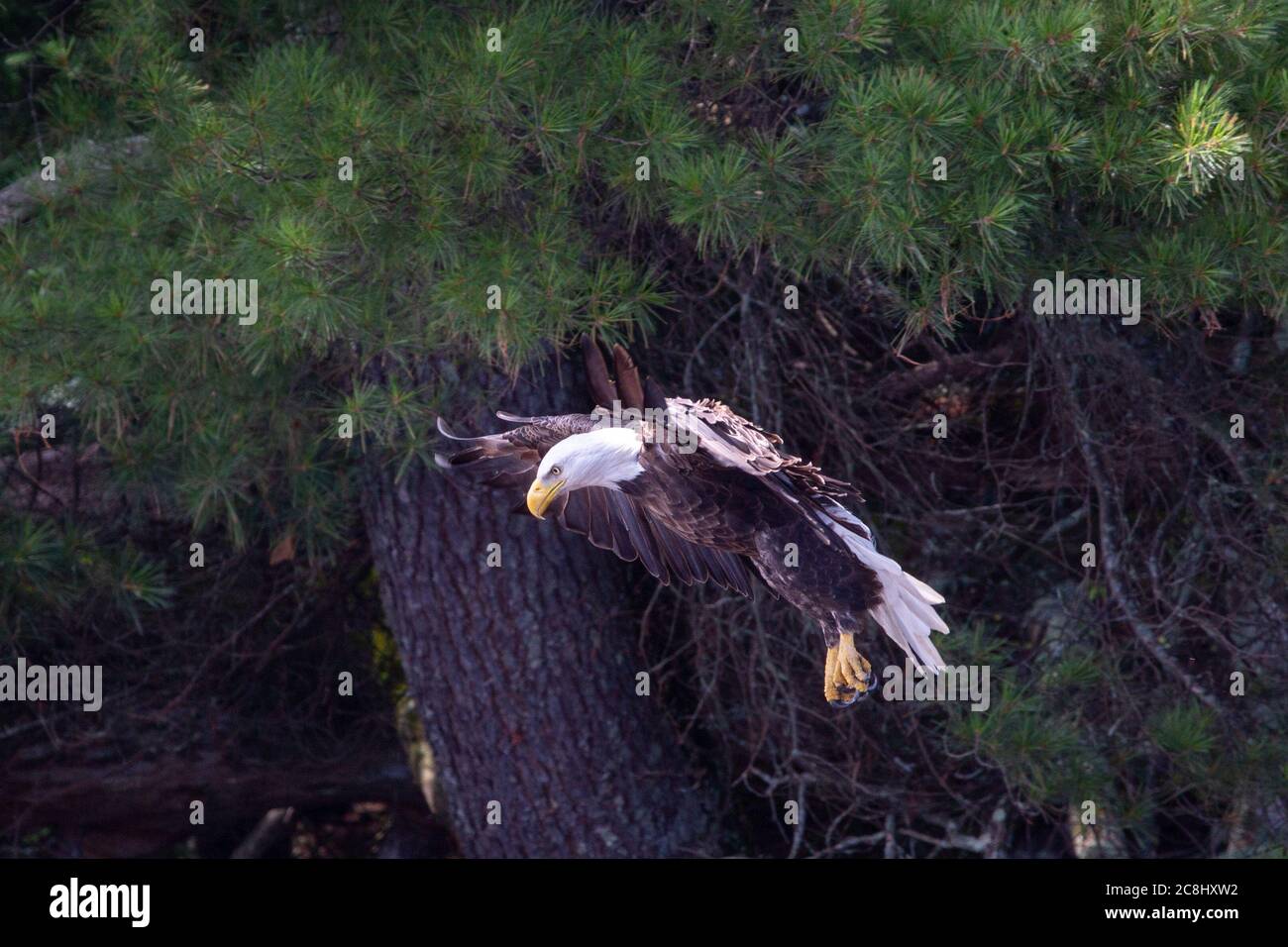 Weißkopfseeadler (Haliaeetus leucocephalus), der in Nordwisconsin fliegt, horizontal Stockfoto