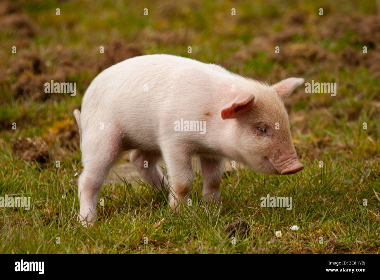 Nahaufnahme Bild eines niedlichen rosa Ferkel grasen auf einer Wiese. Dies ist ein isoliertes Bild, das das hübsche Babyschwein auf dem Gras gegen verschwommenes Backgroun zeigt Stockfoto