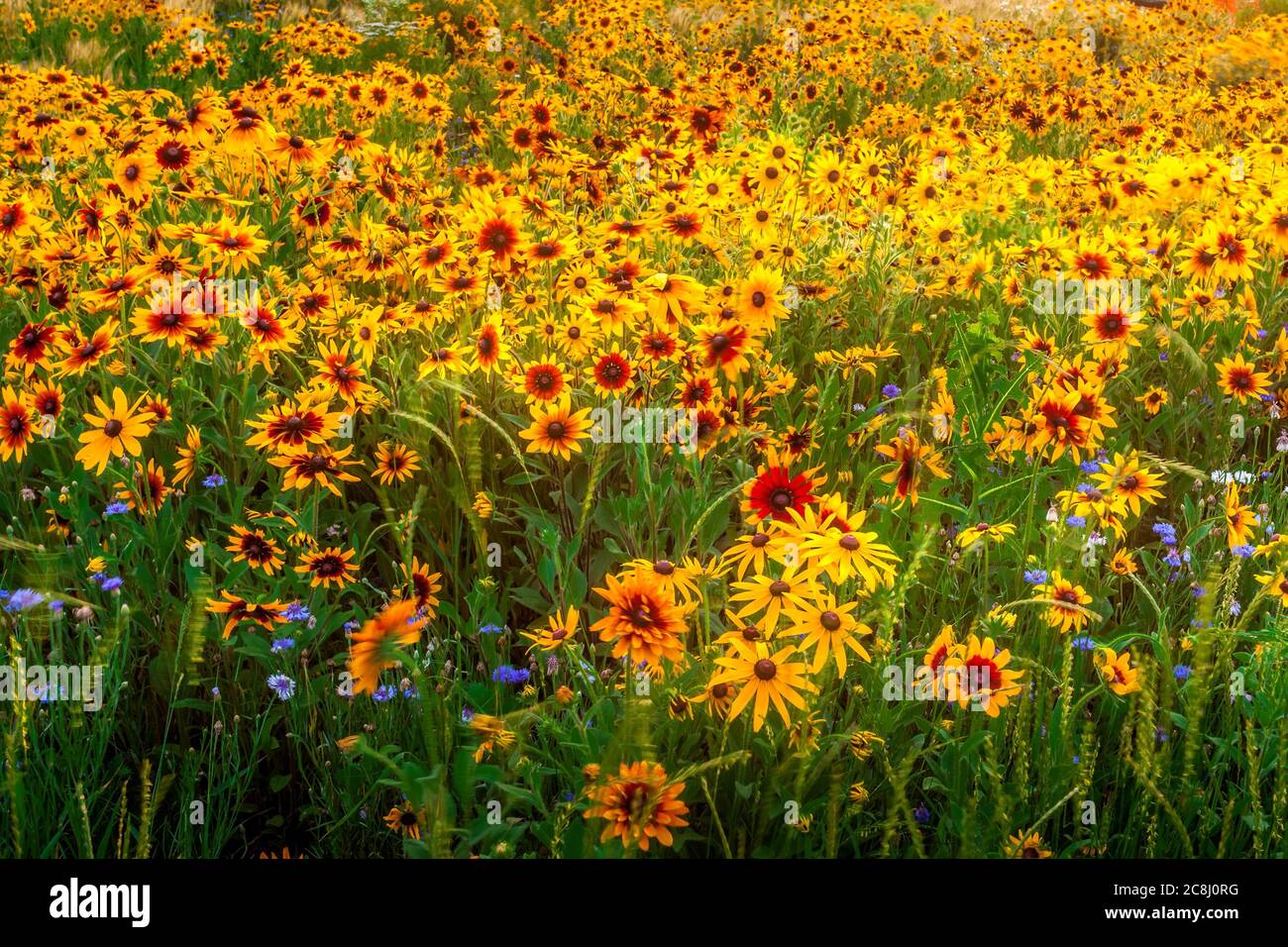 Felder von gelben Blüten im Frühling Stockfoto