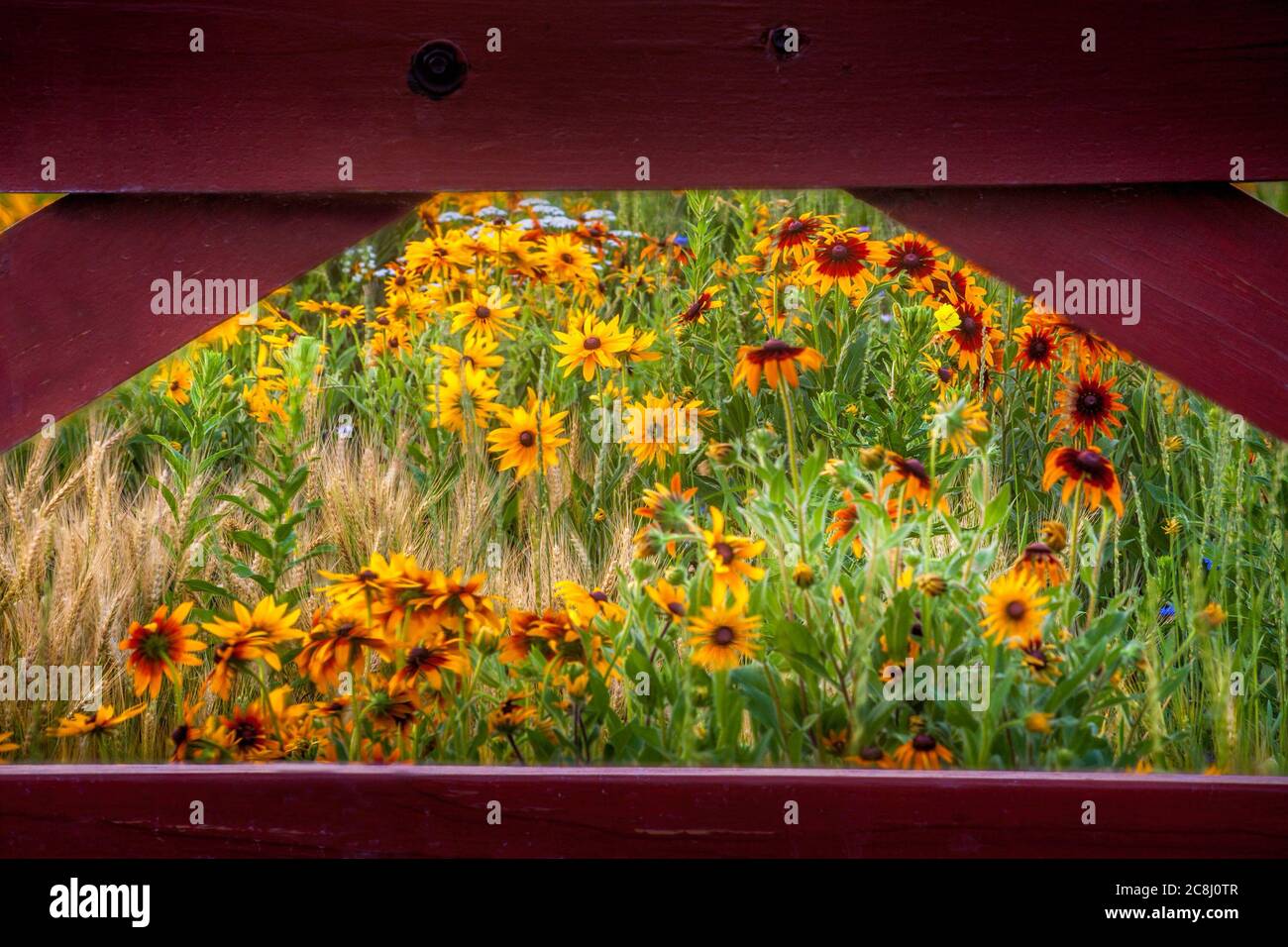 Blumenfelder hinter einem Holzzaun Stockfoto
