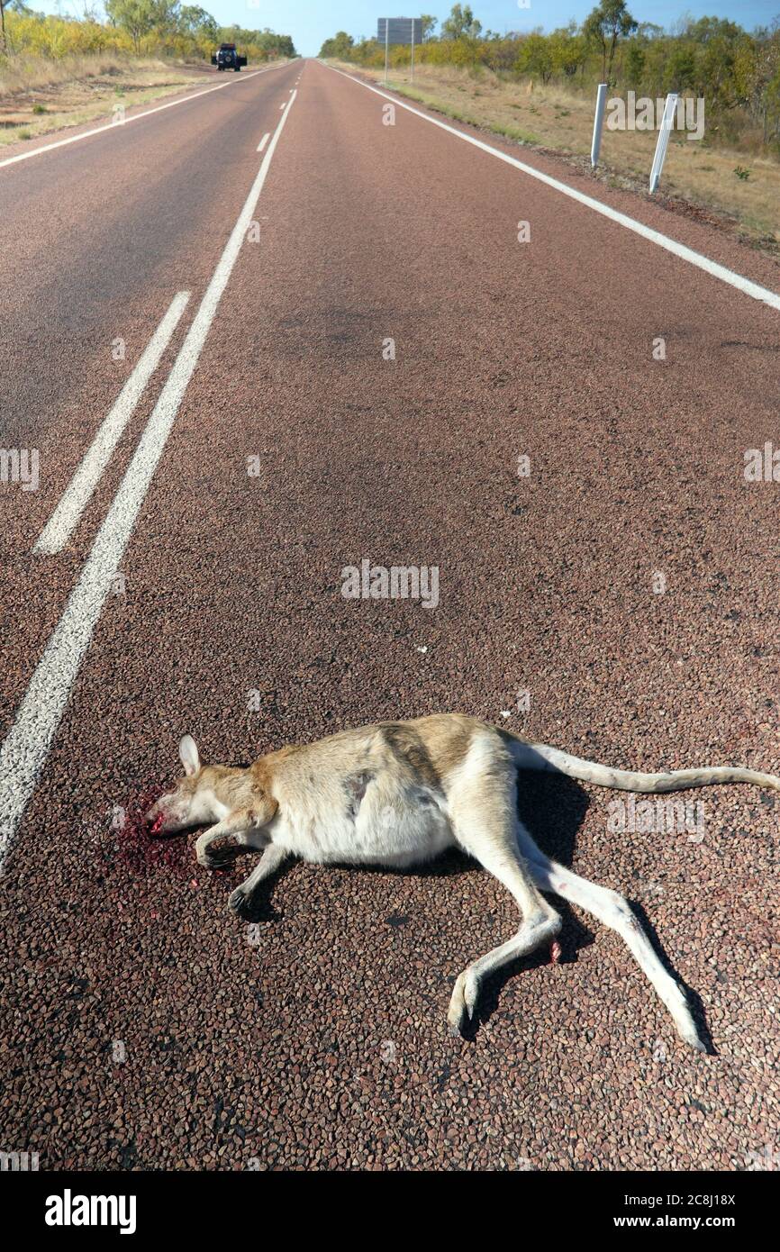 Roadkill Wallaby auf dem Savannah Way Highway in der Nähe von Normanton, Queensland, Australien. Stockfoto