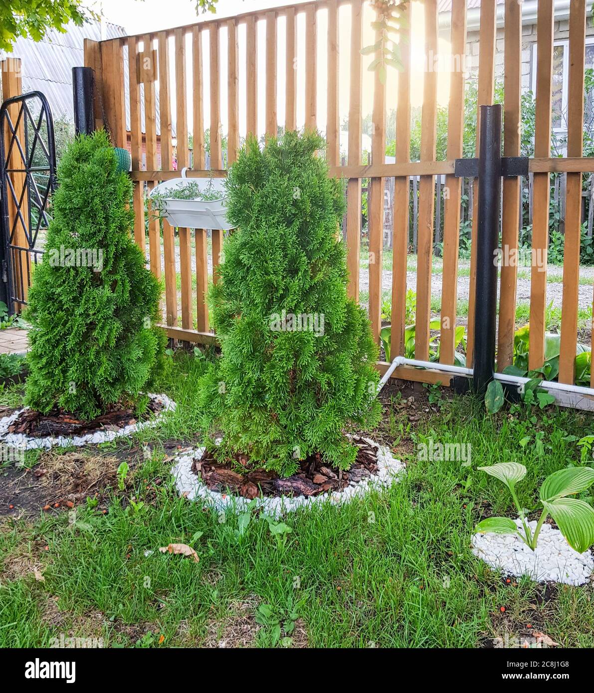 Neuer Holzzaun, grüner Rasen, niedrige Thuja-Bäume mit dekorativen Blumenbeeten, schöner Garten in einem Landhaus, Sonnenlicht, Sommertag. Stockfoto