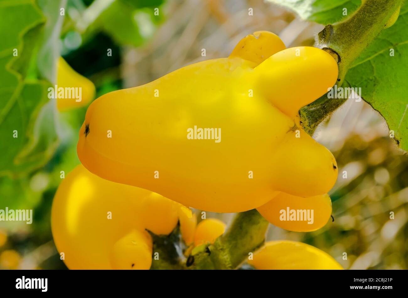 Nahaufnahme Solanum Mammosum (Ziergartenegg) Stockfoto