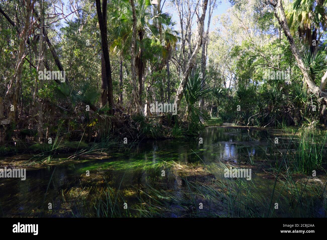 Gesunde Feuchtgebietsvegetation einschließlich einheimischer Wasserpflanzen (Vallisneria australis), Gregory River, Outback Queensland in der Nähe von Riversleigh, Australien Stockfoto