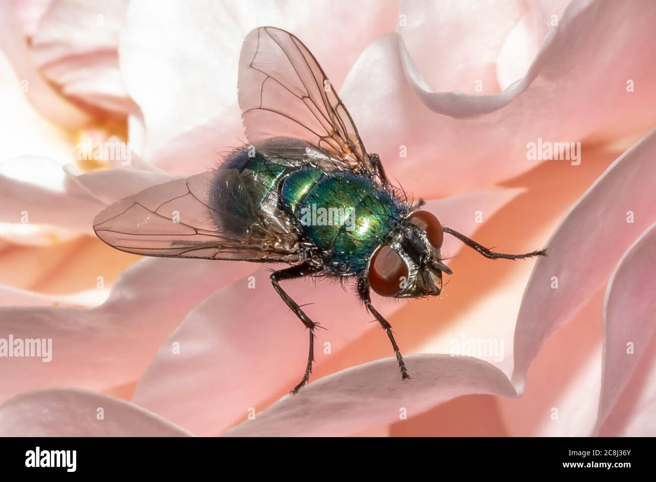 Greenbottle fly Stockfoto
