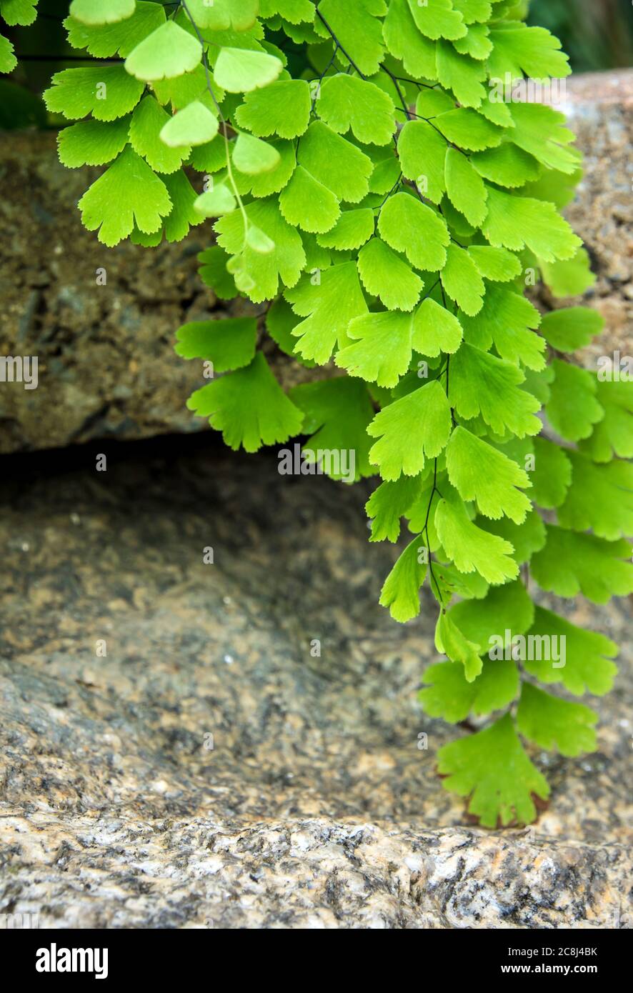 fagus sylvatica container Fagus sylvatica Common Beech tree 3Ltr Pot – Old Railway Line Garden Centre main image 1