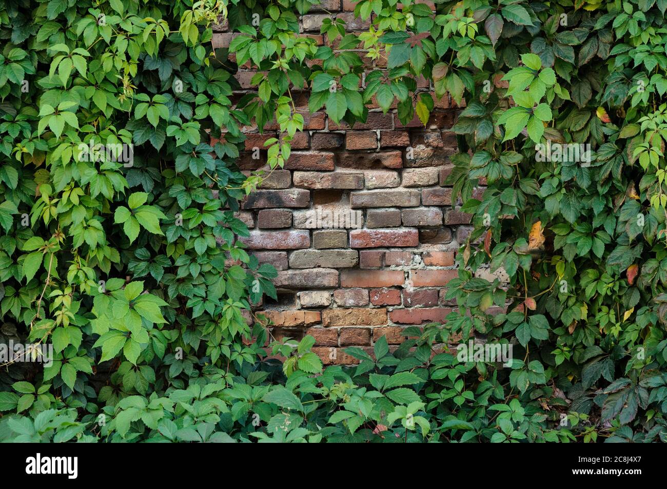 Umrahmt eine alte Ziegelmauer mit grünen Efeu-Blättern. Speicherplatz kopieren Stockfoto