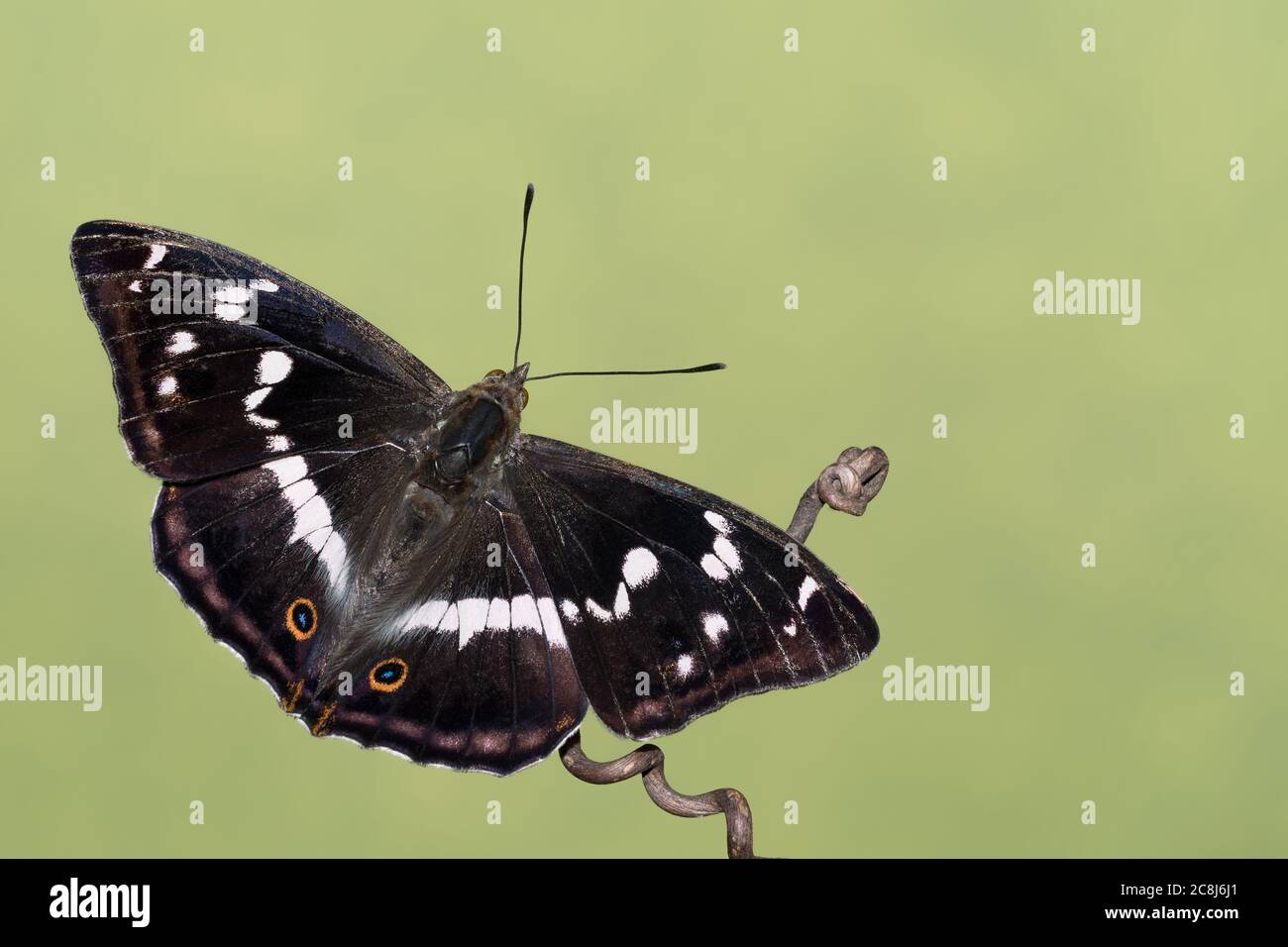 Erstaunliches Porträt des purpurnen Kaisers (Apatura Iris) Stockfoto