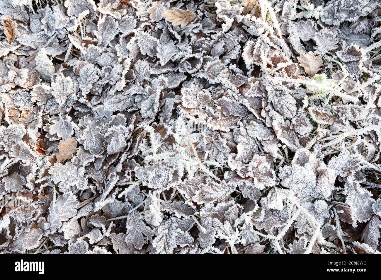 Reif Frostbeschichtung Blätter auf dem Boden Hintergrund Stockfoto