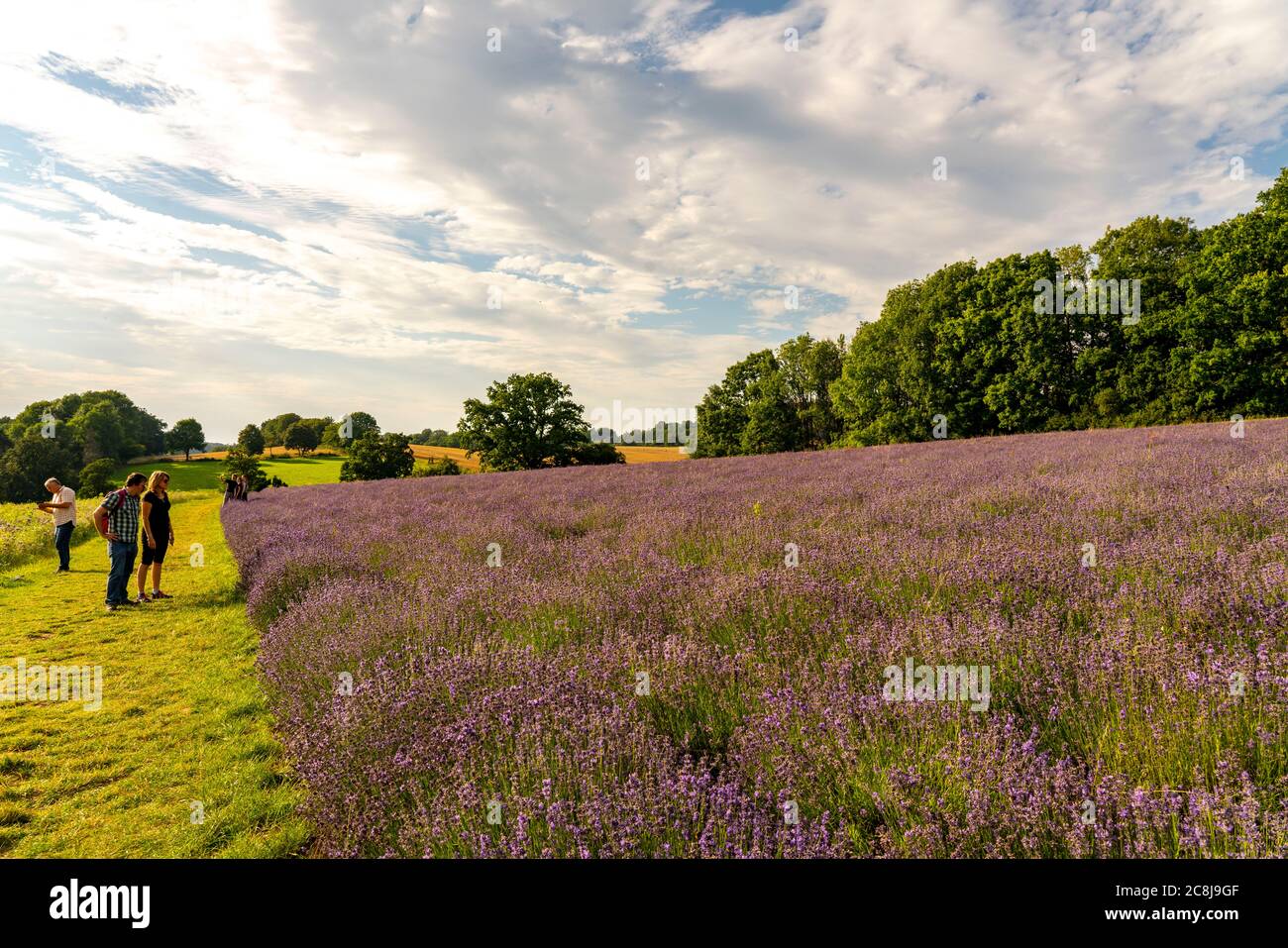 Lavendelfelder in Ostwestfalen Lippe, nahe dem Dorf Fromhausen, bei Detmold, pflanzt die Firma TAOASIS seit 2017 Bio-Lavendel an Stockfoto