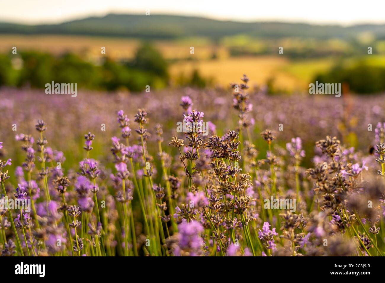 Lavendelfelder in Ostwestfalen Lippe, nahe dem Dorf Fromhausen, bei Detmold, pflanzt die Firma TAOASIS seit 2017 Bio-Lavendel an Stockfoto