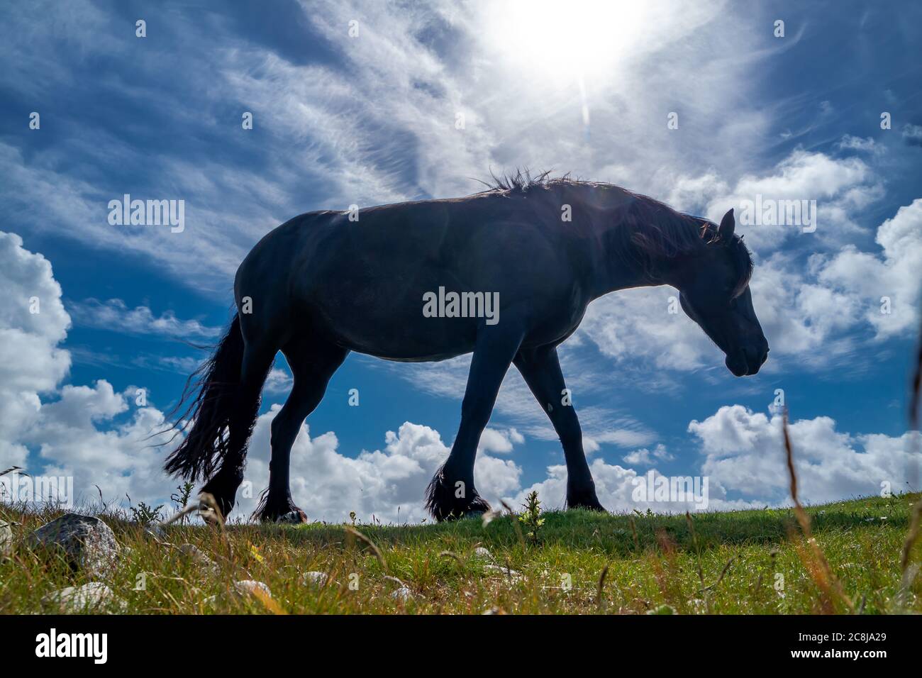 Irische Landschaft mit schwarzem Pferd in der Grafschaft Donegal. Stockfoto