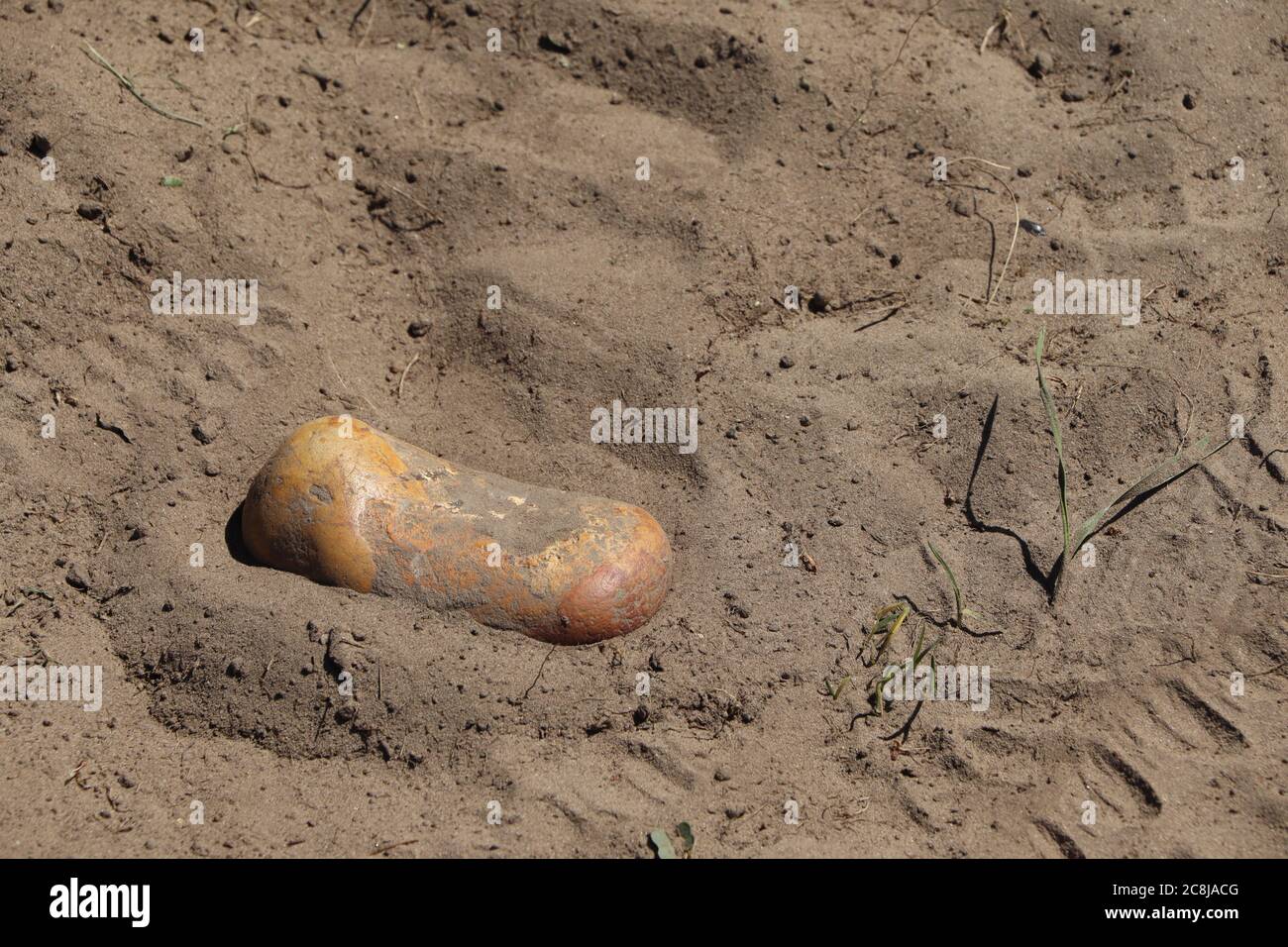 Orangefarbener Stein eingebettet in die trockene staubige Erde Stockfoto