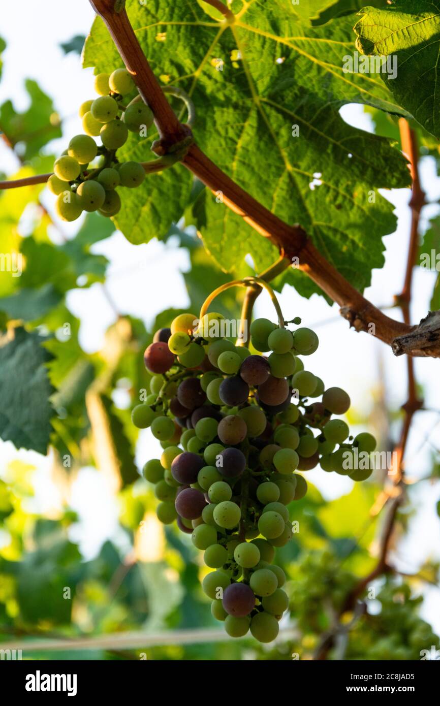 Trauben, Konzept der Ernte, Weinbau, gesunde Bio-Zutaten Stockfoto