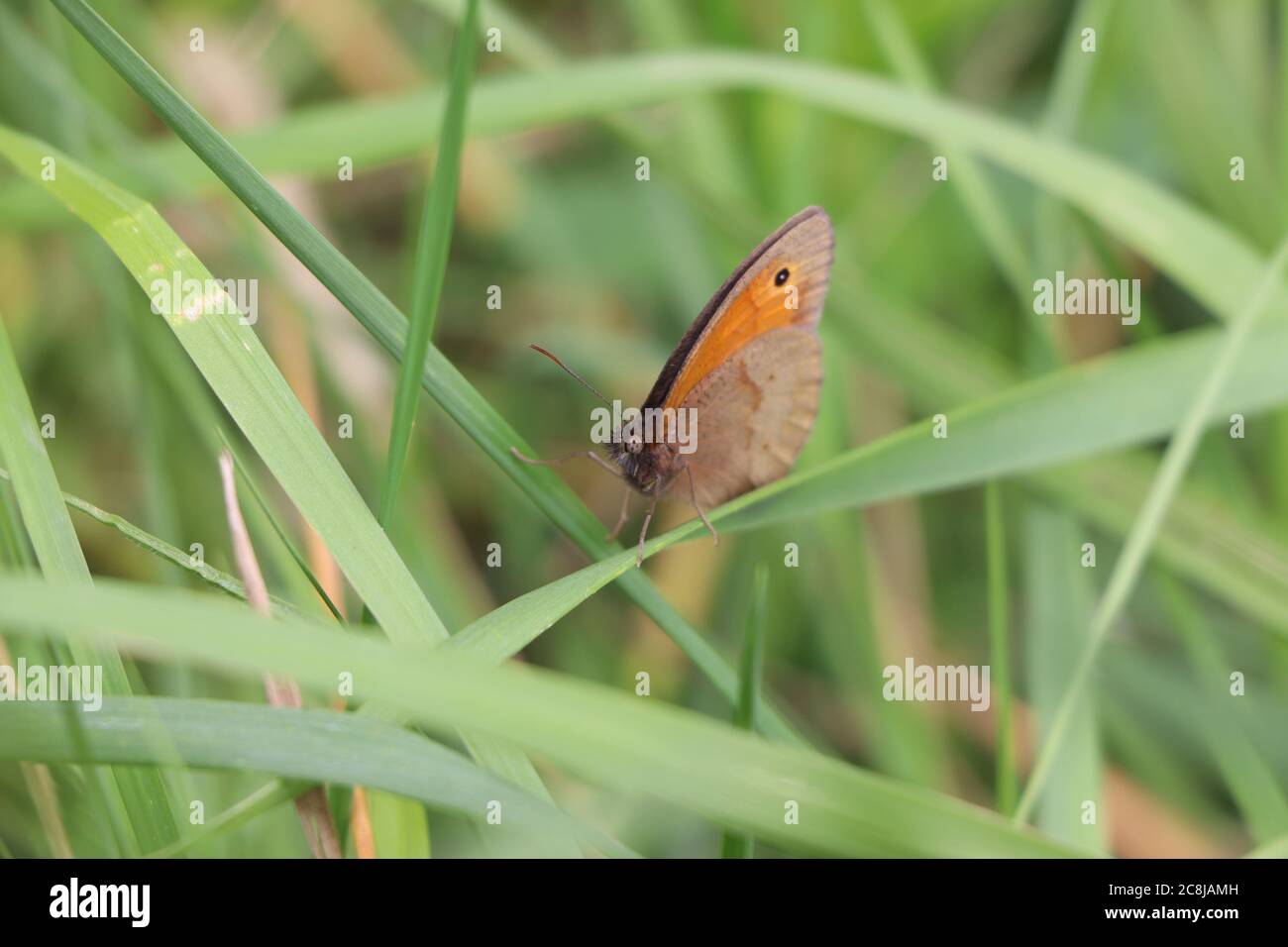 Brauner Schmetterling, der in den Gräsern ruht Stockfoto