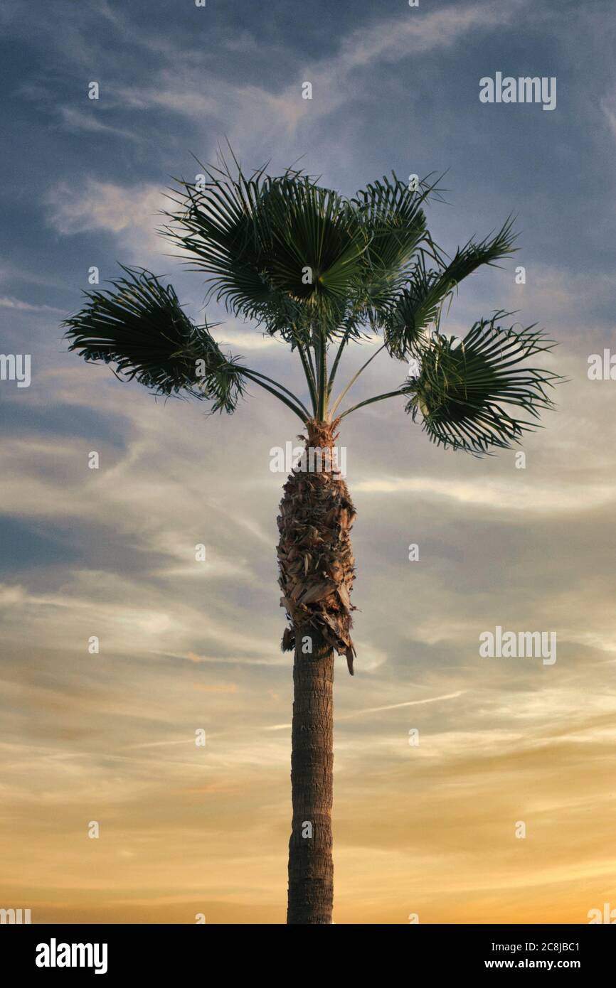 Palme auf Sonnenuntergang Hintergrund. Dramatischer Himmel Stockfoto