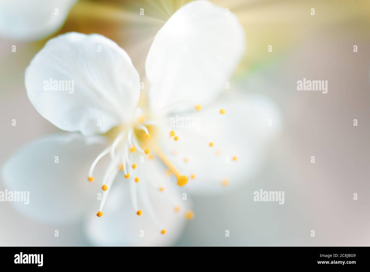 Apfel- oder Kirschzweig mit Blüten. Floraler Hintergrund. Stockfoto