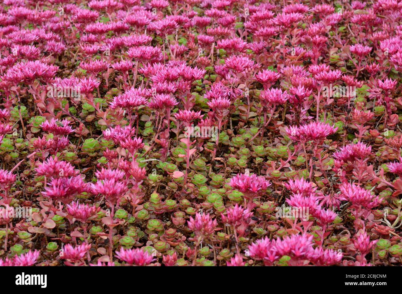 Dragons Blood Sedum Stockfotos Und Bilder Kaufen Alamy Dragons Blood Sedum Stockfotos Und Bilder Kaufen Alamy
