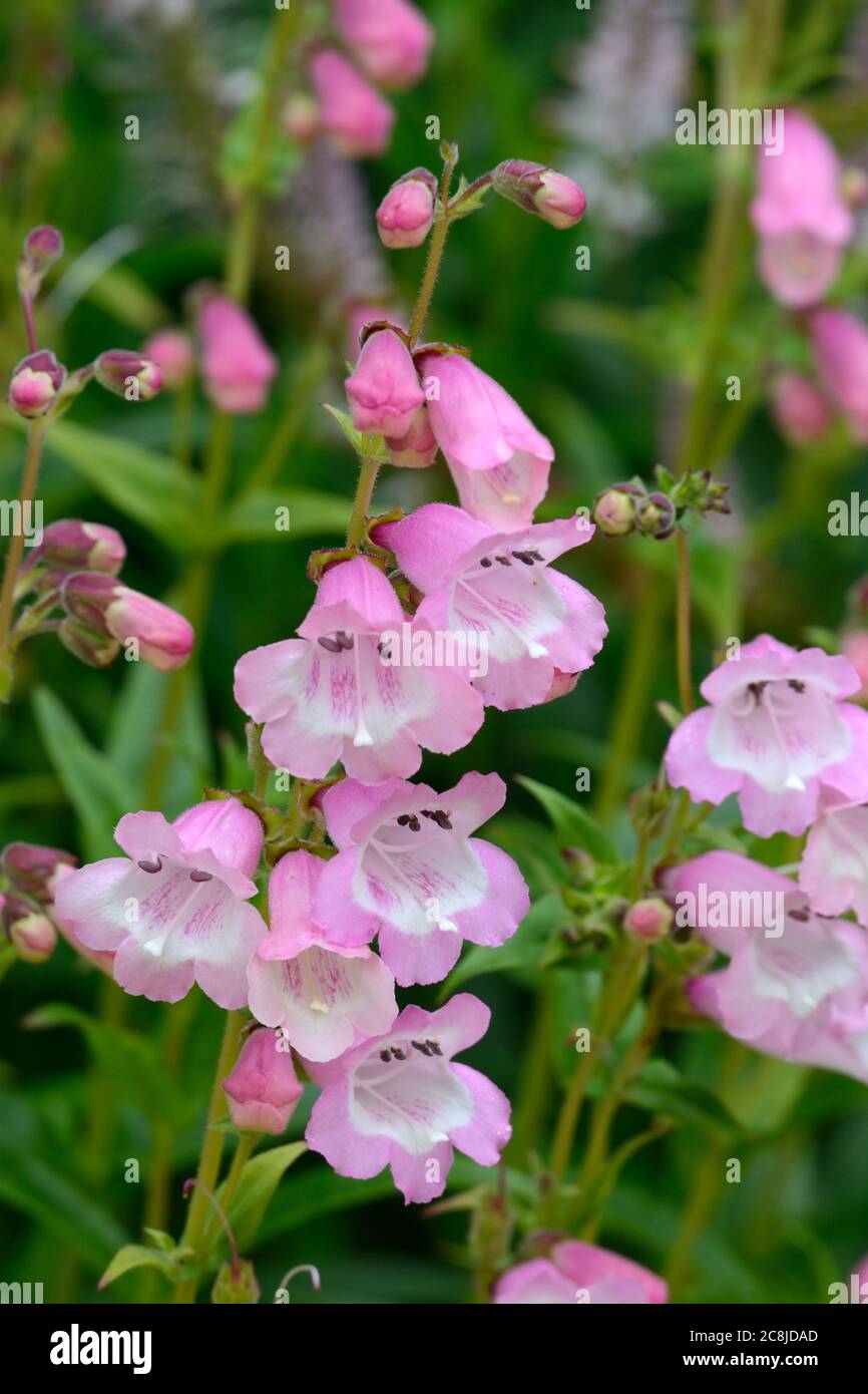 Penstemon Süßwasser-Zuchtperlen aufrecht racemes von blass rosa Blüten Stockfoto