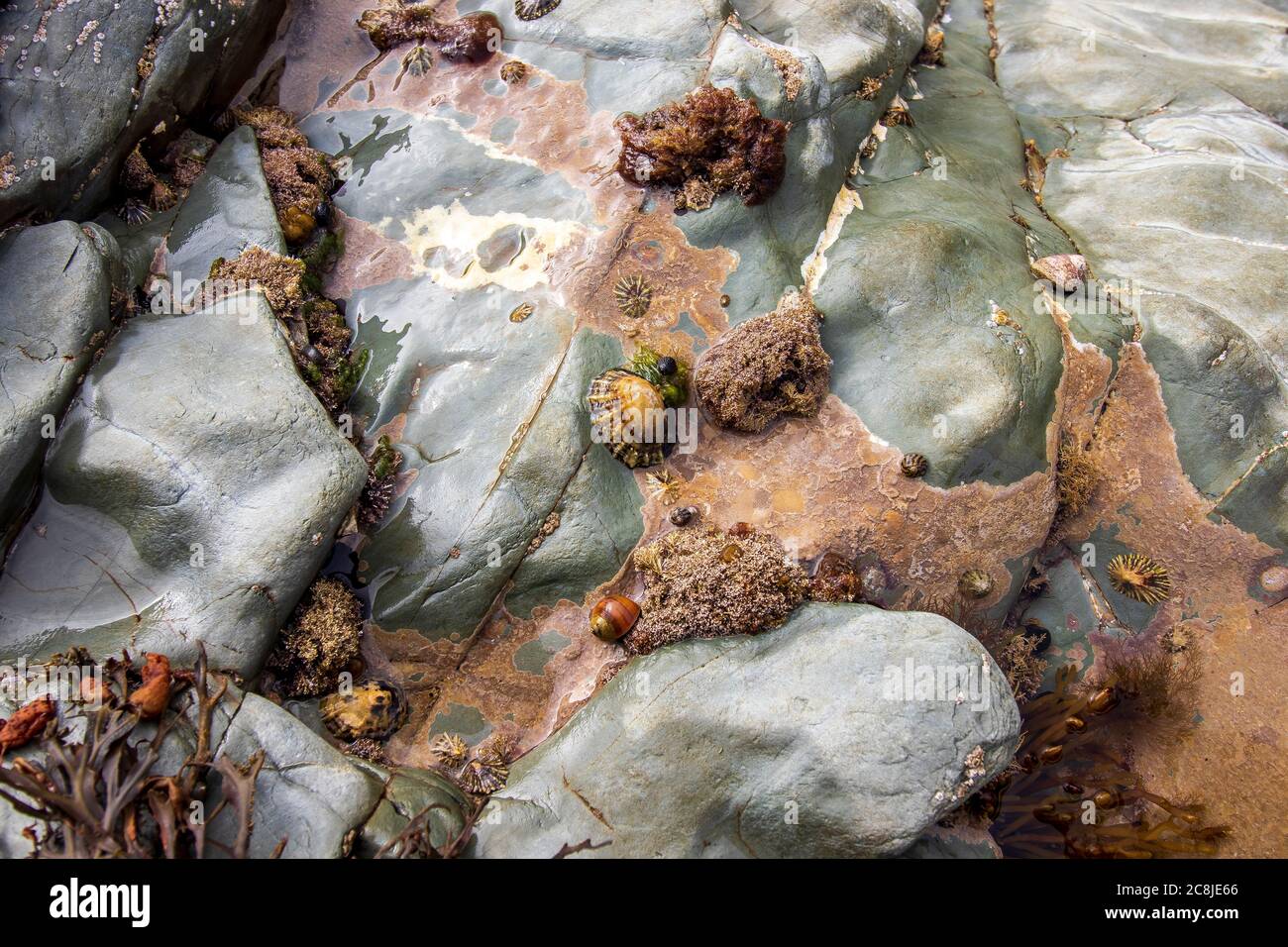 PolzeathStrandfarbene Steine an einem englischen Strand in Cornwall Stockfoto