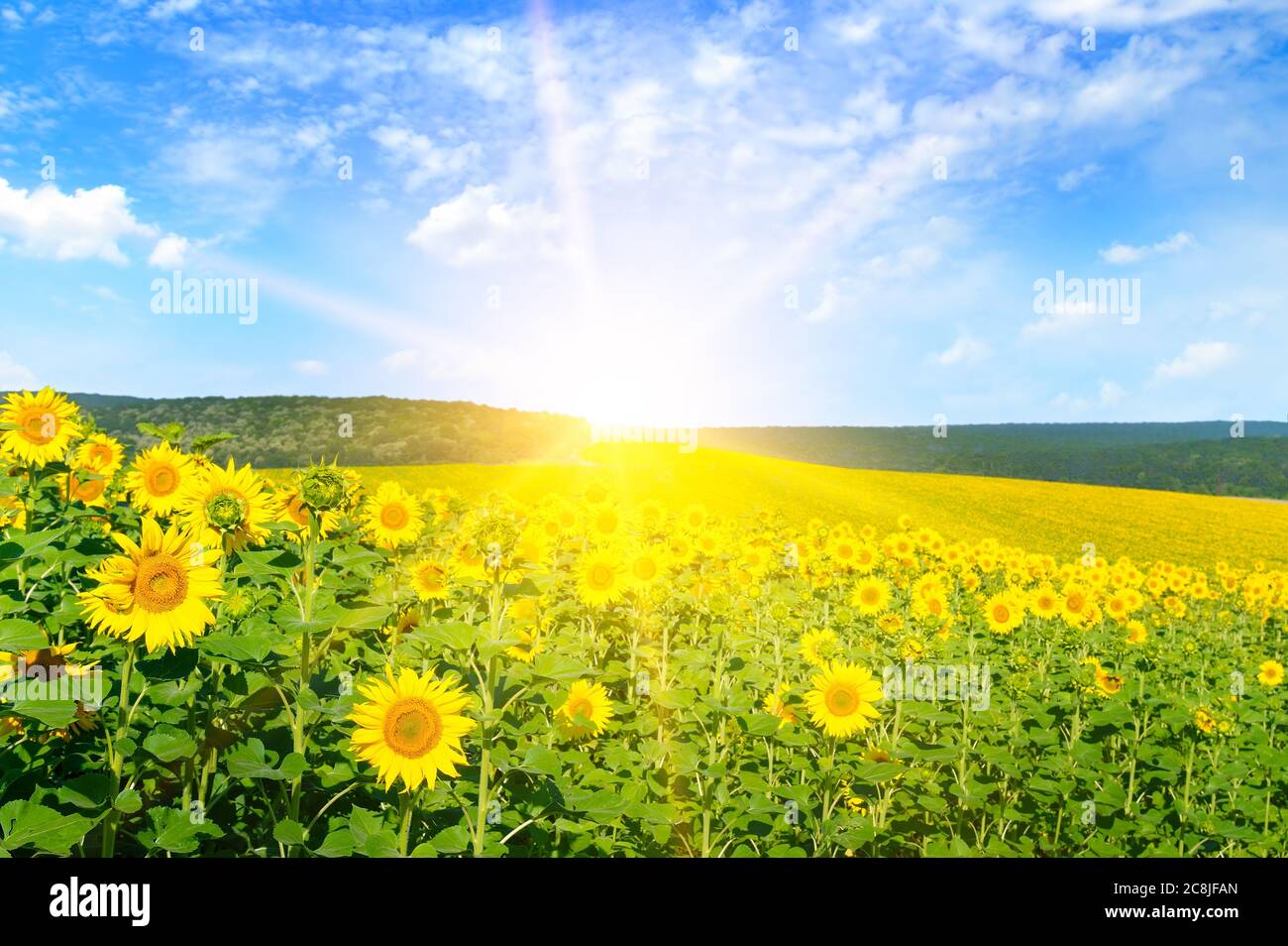 Ein Feld mit leuchtend blühenden Sonnenblumen und einem Sonnenaufgang am Horizont. Stockfoto