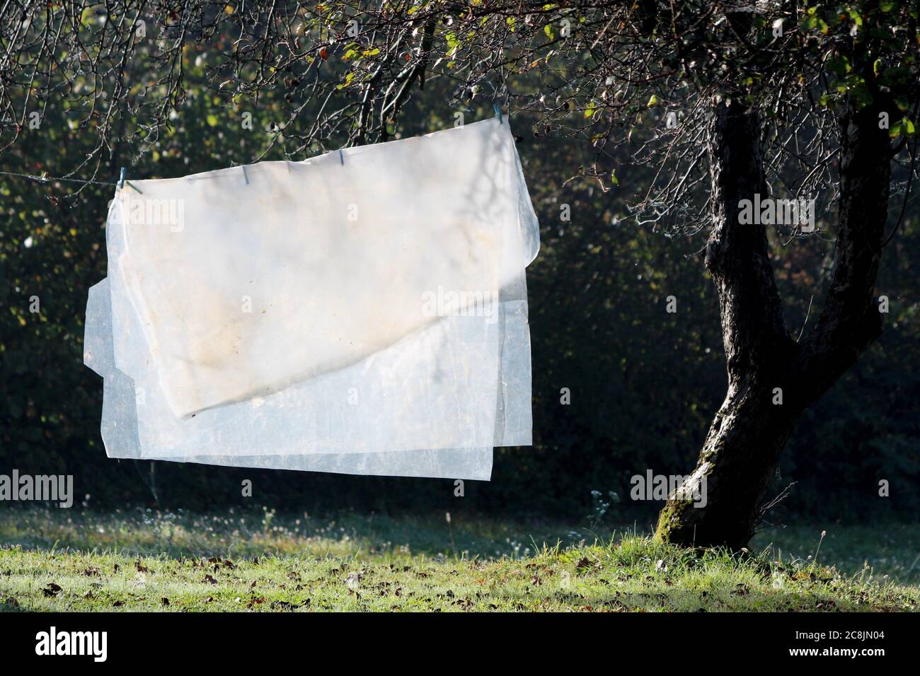 Schmutziges altes halbtransparentes, hellweißes Nylon, das auf der Kleidung zurückgelassen wurde Linie zum Trocknen neben altem mächtigen Baum umgeben mit Ungeschnittenes Gras und abgefallene Blätter bei Kälte Stockfoto