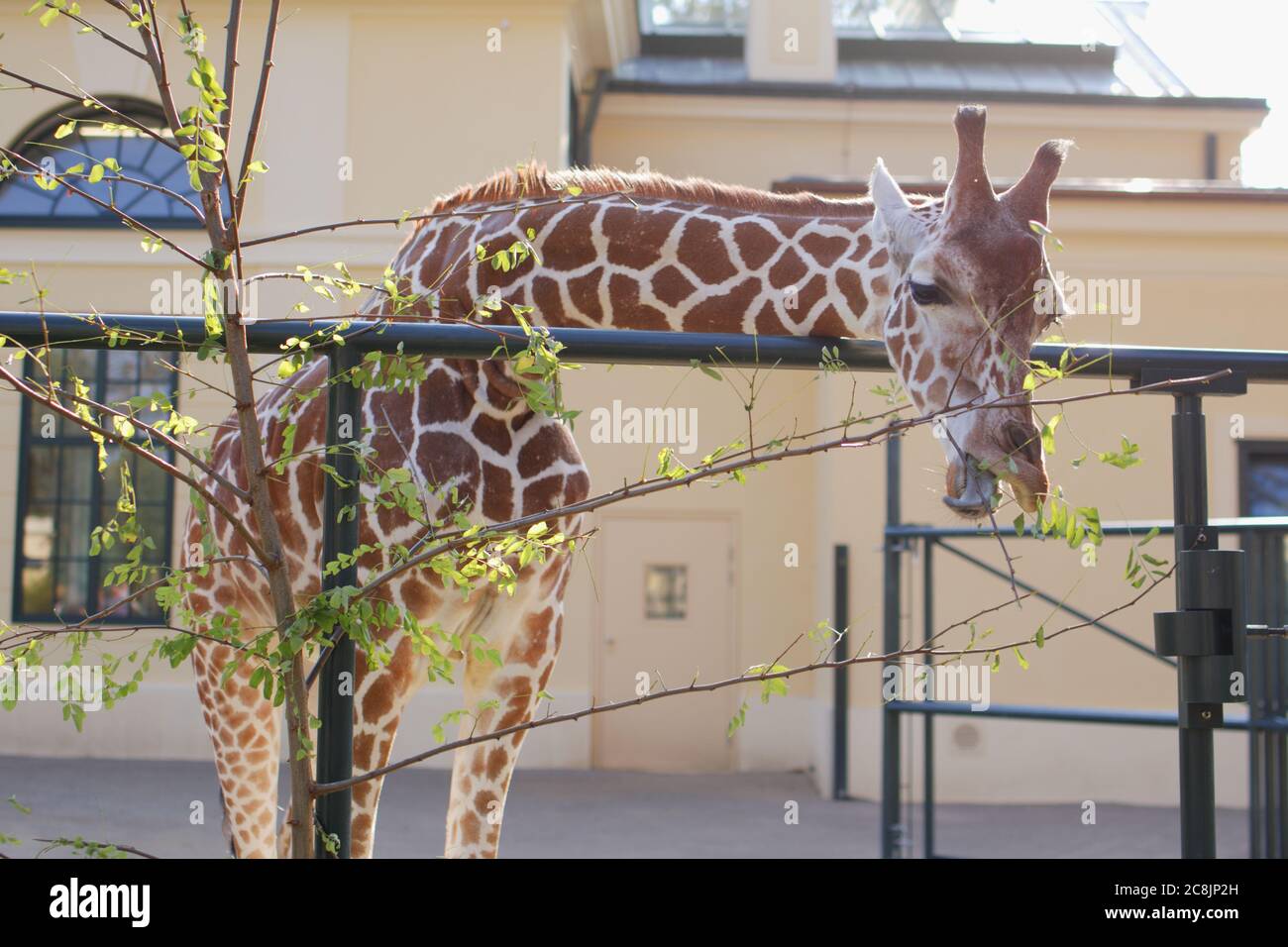 Giraffe frisst Blätter im Schönbrunn Zoo in Wien, Österreich Stockfoto