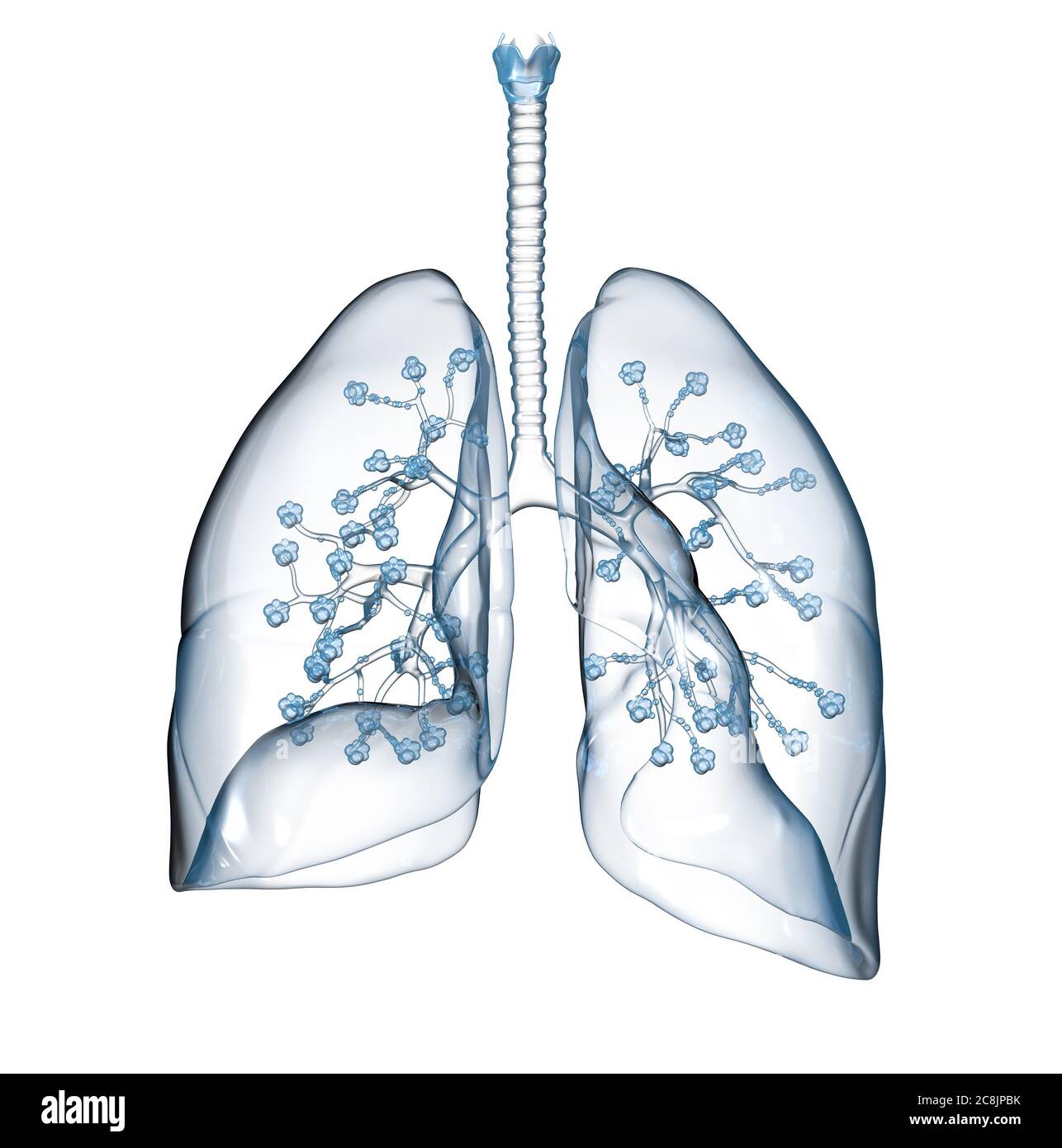 Abbildung zeigt transparente menschliche Lungen mit Alveolus broncia und Trachea Stockfoto