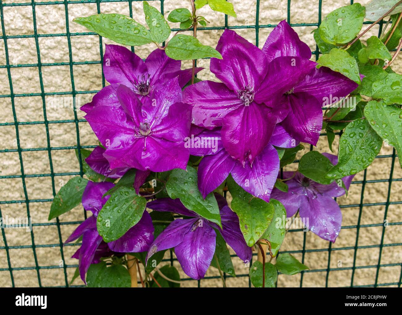 Clematis Amethyst Schönheit Stockfoto