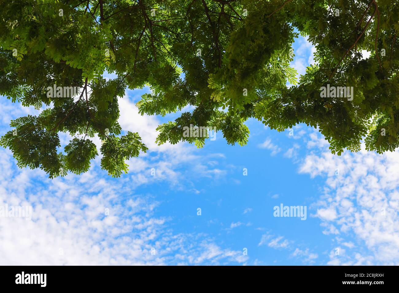 Grüne Blätter und blauer Himmel mit Sonnenlicht in der Sommersaison.Blick auf die Baumspitze einer riesigen Platane in blau sonnigen Tag. Stockfoto