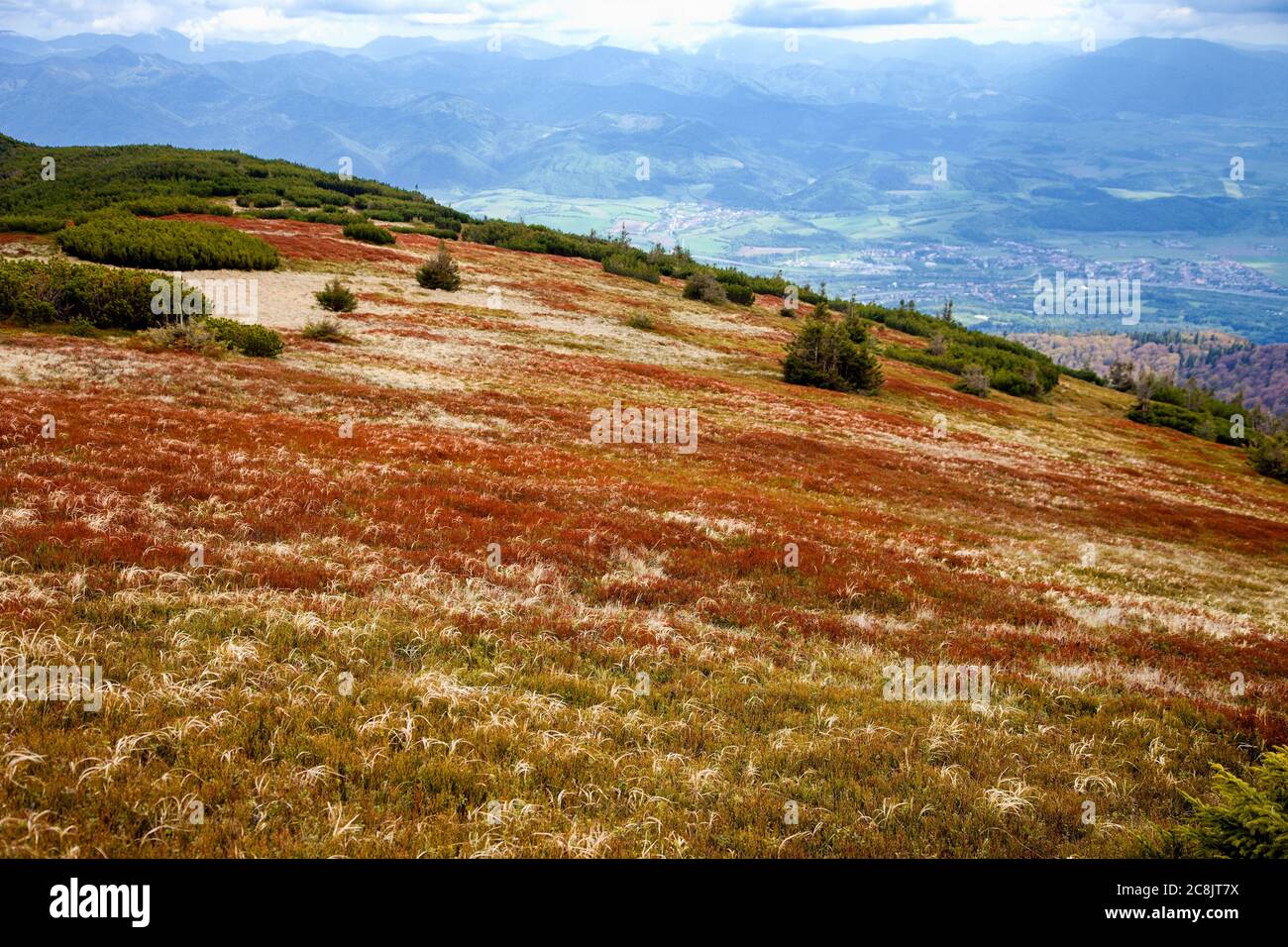 Rote Blaubeerfelder unter dem Berg Malý Kriváň in der Malá Fatra während der Frühjahrssaison, Slowakei Stockfoto