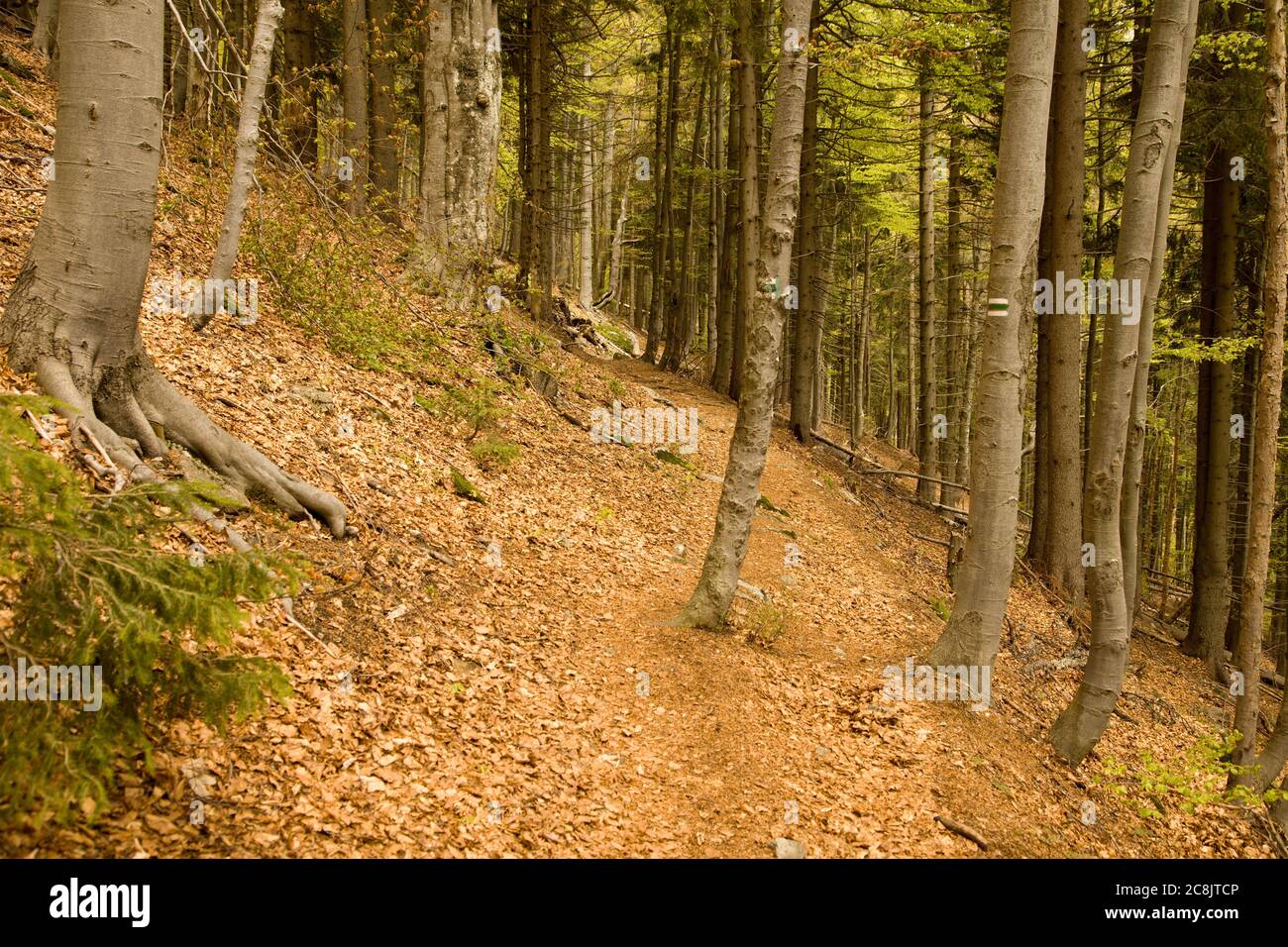 Touristischer Weg in den Wäldern, Malá Fatra Berge, Slowakei Stockfoto