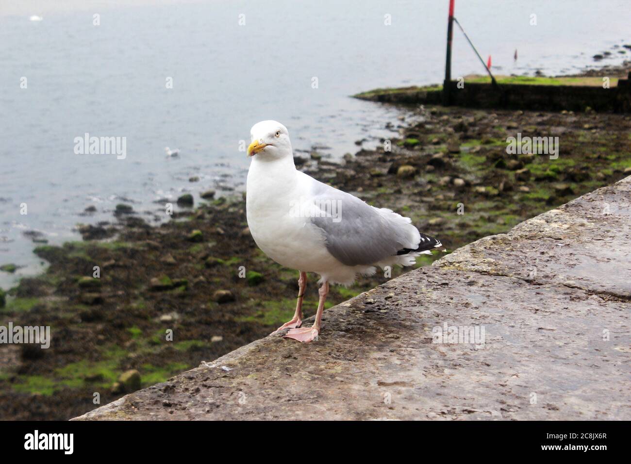 Nahaufnahme einer stehenden Möwe (Herringmöwe) an einer Wand vor dem Meer in Caernarfon, Wales Stockfoto