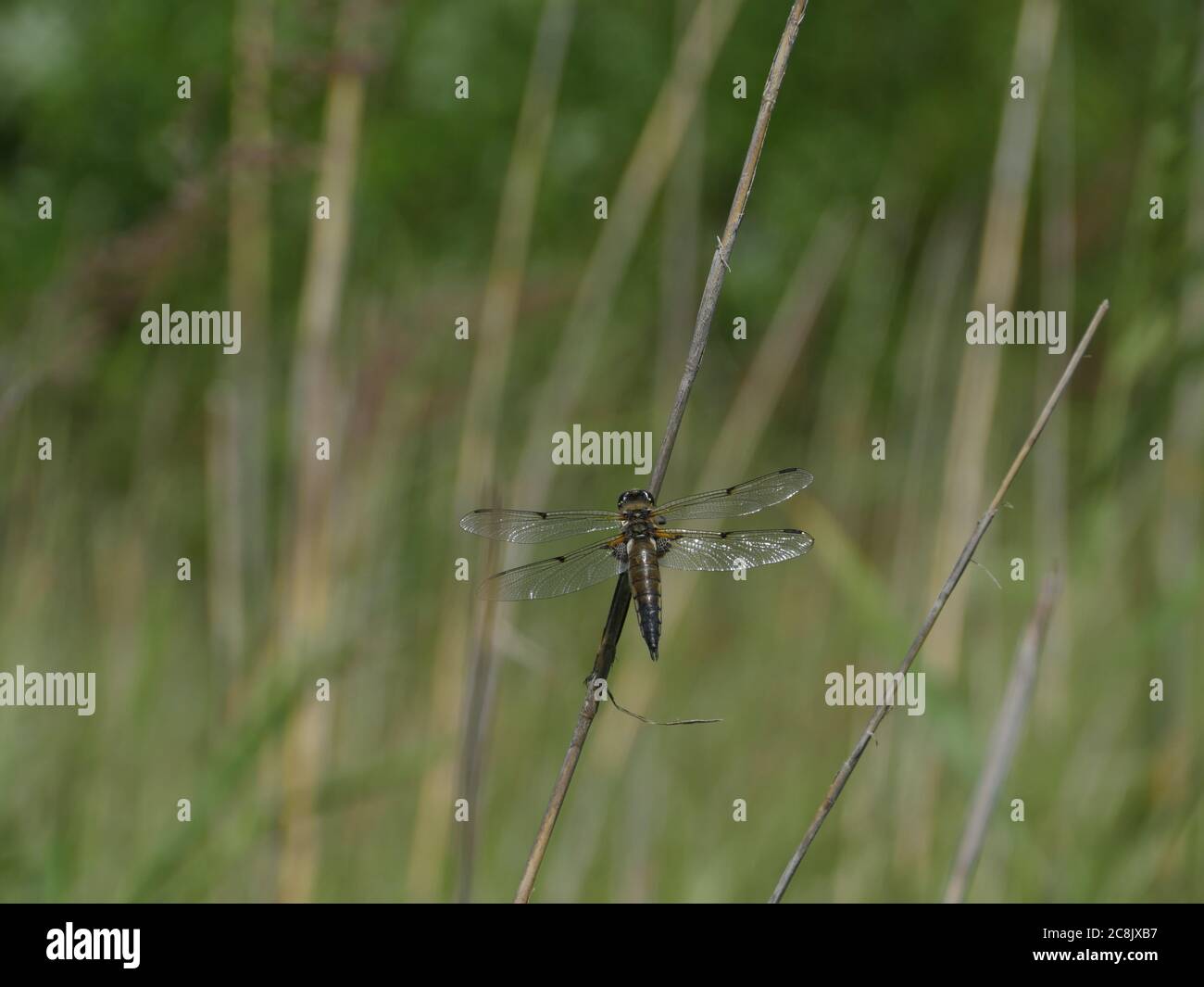 Große Libelle sitzt auf einem Ast in der Nähe Stockfoto