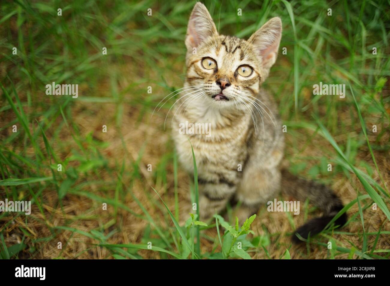 Niedliche tabby Kätzchen sitzen im Sommergarten. Stockfoto