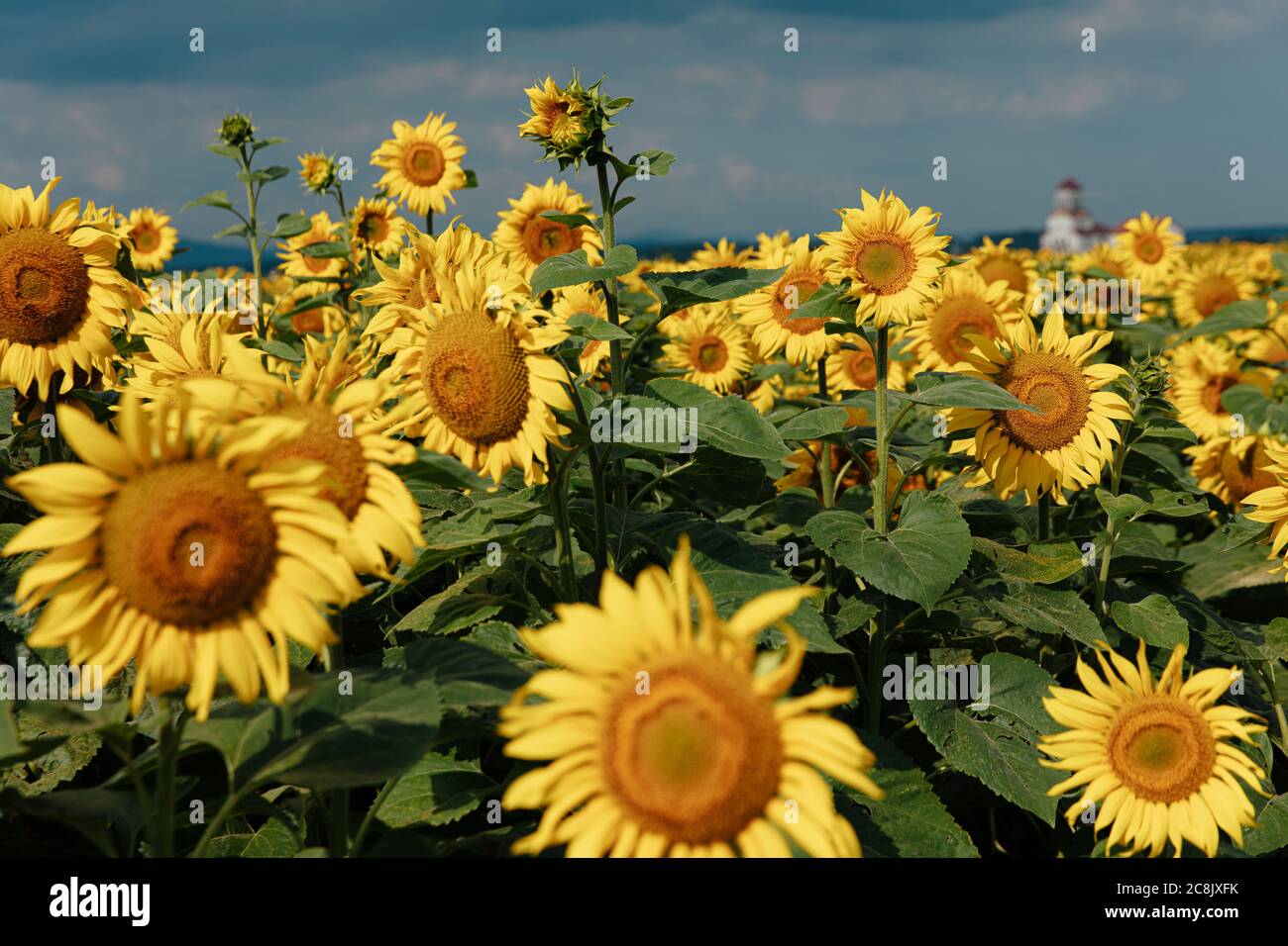 Nahaufnahme von jungen Sonnenblumen über dem blauen Sommerhimmel. Grünes Feld der organischen Pflanzen. Natürlicher Hintergrund und Tapete. Stockfoto