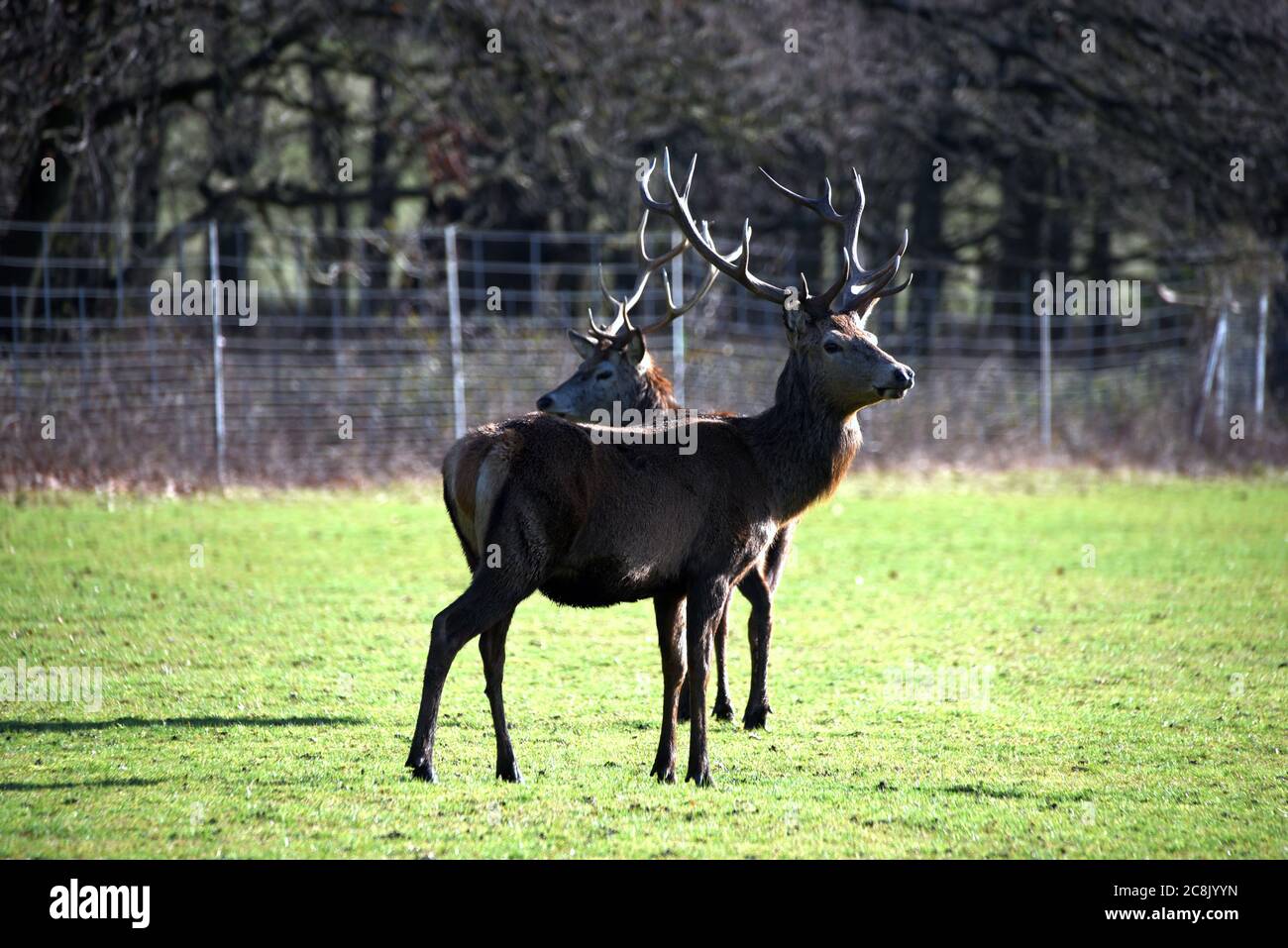 Hirsch steht stolz an einem klaren Tag im Winter Stockfoto