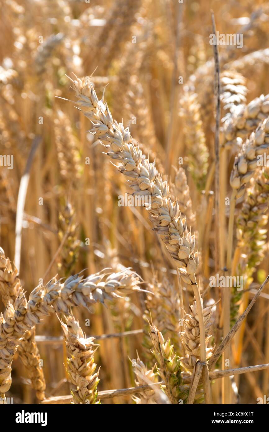 Weizenanbau in Hampshire, Großbritannien Stockfoto
