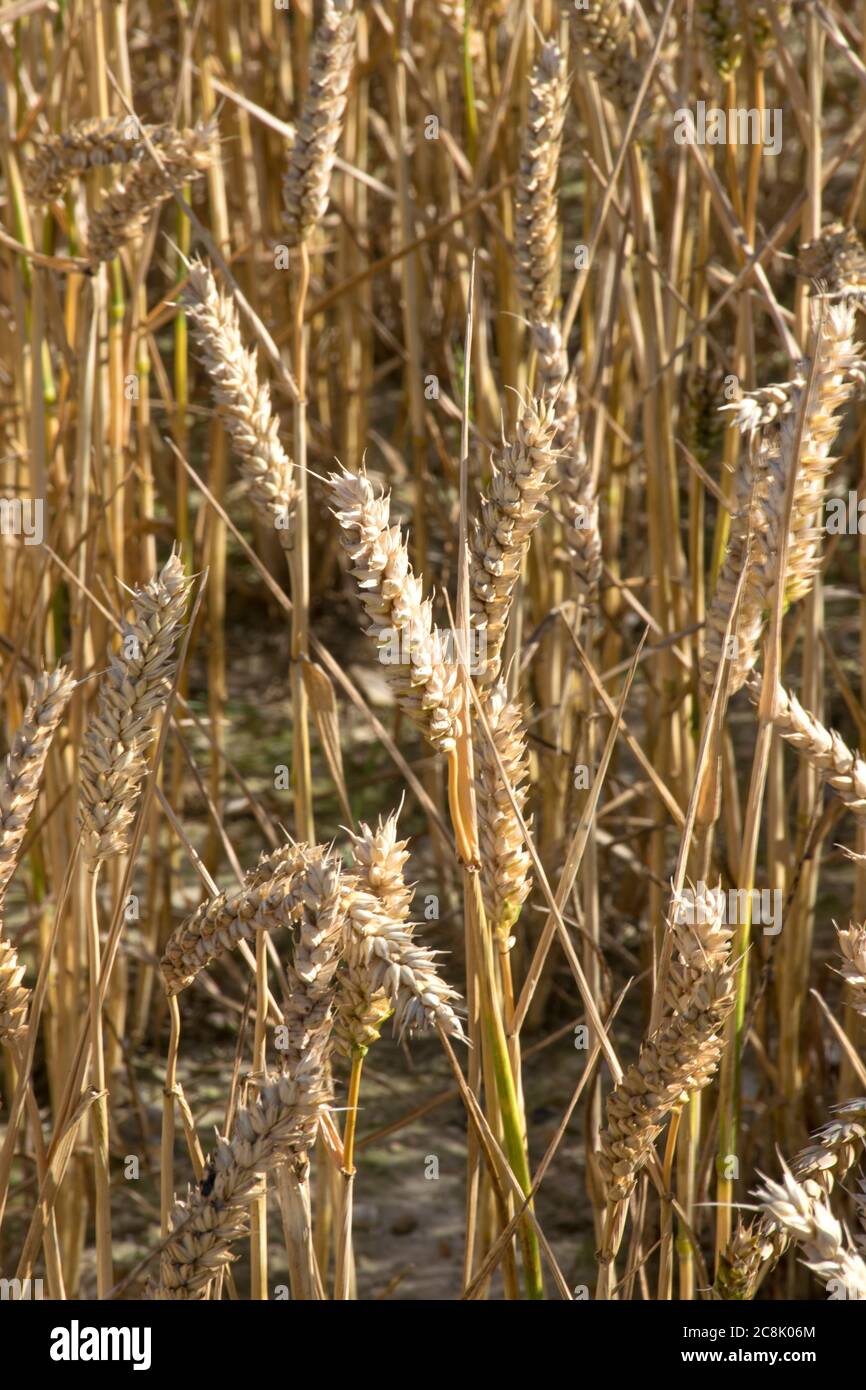 Weizenanbau in Hampshire, Großbritannien Stockfoto