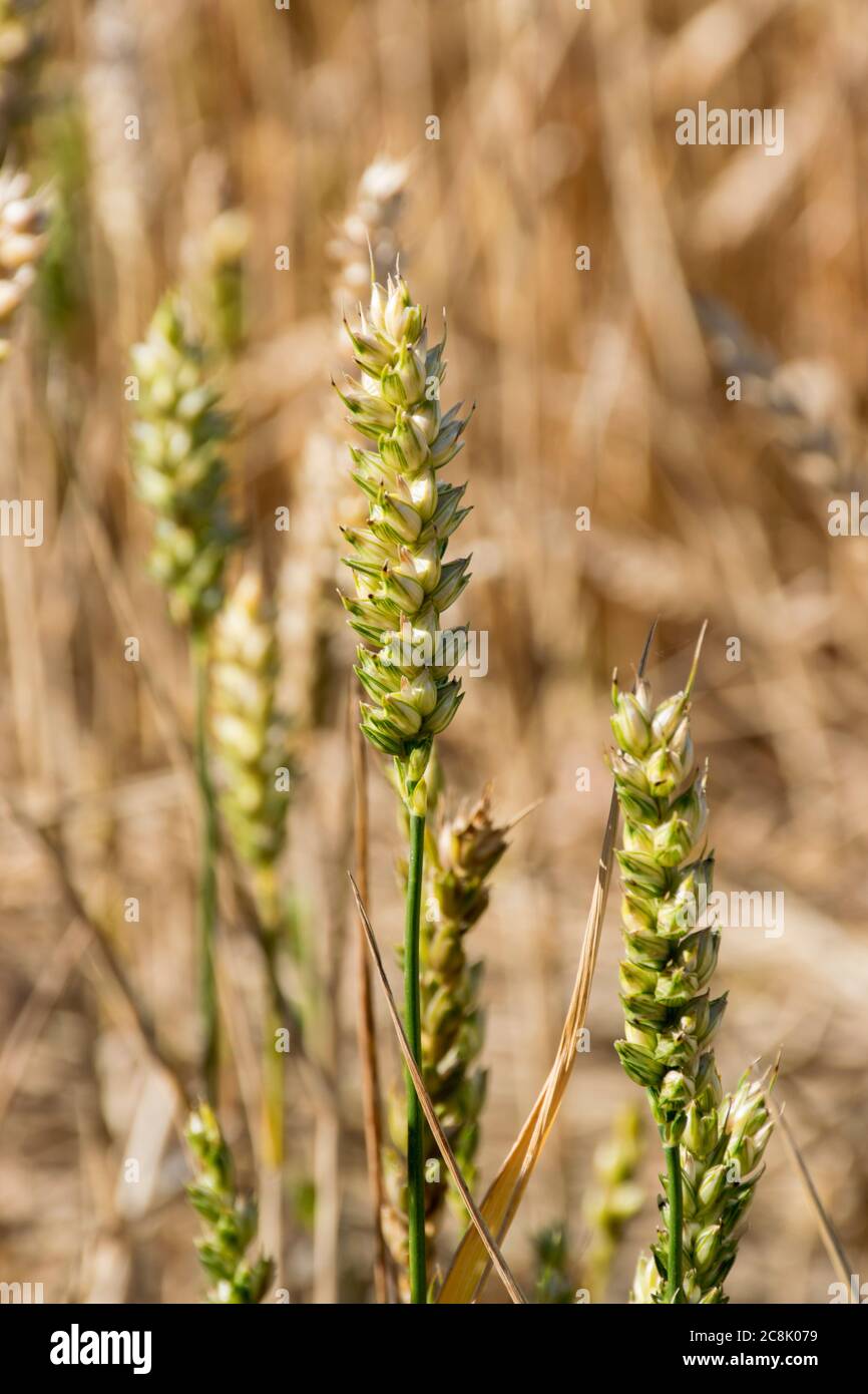 Weizenanbau in Hampshire, Großbritannien Stockfoto