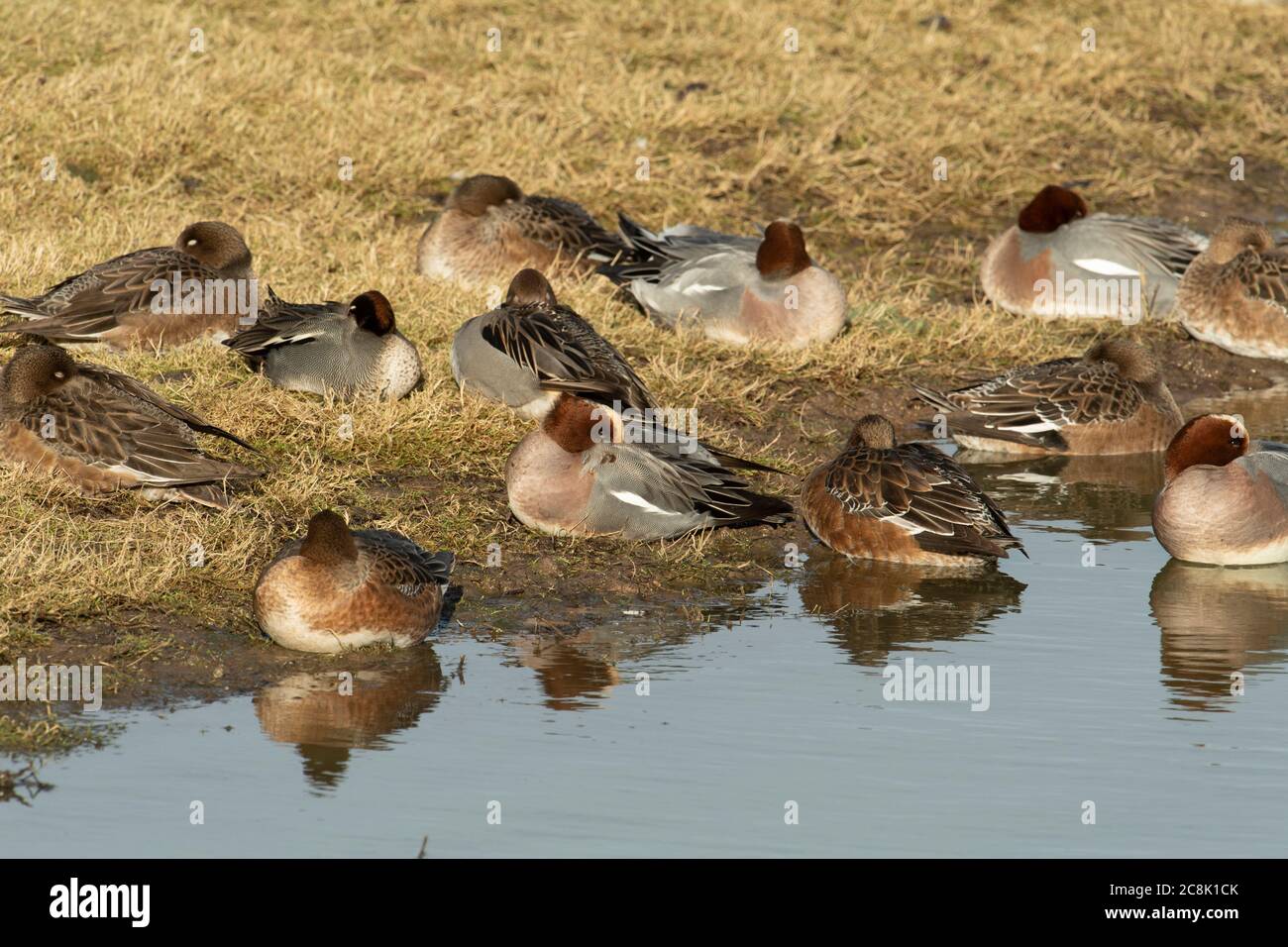 Wieon, kleine Gruppe, die am Ufer ruht, Winter, Großbritannien Stockfoto