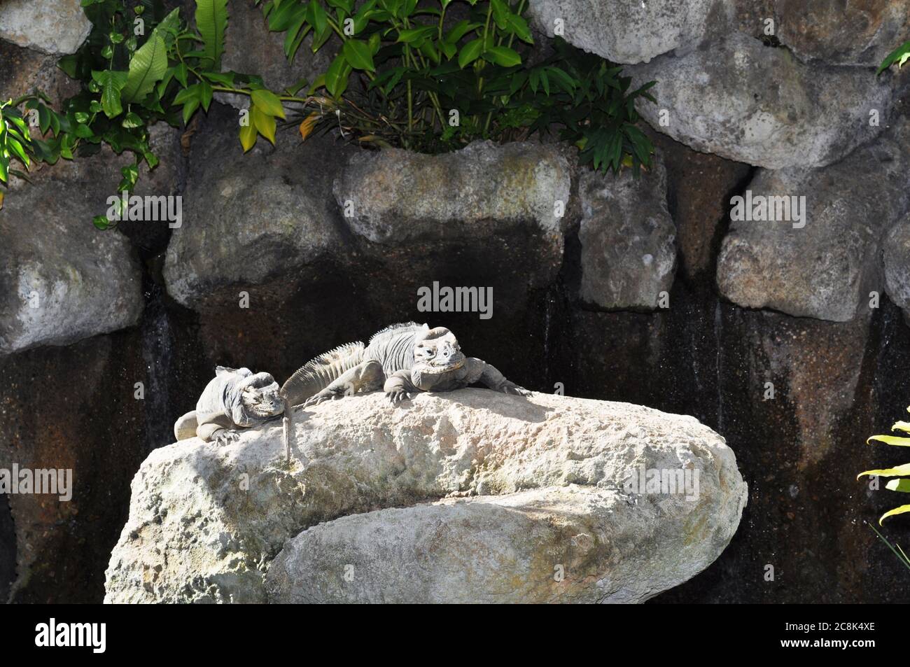 Green Iguana on Rock in natürlicher Umgebung im Australia Zoo Während die Sonne untergeht Stockfoto