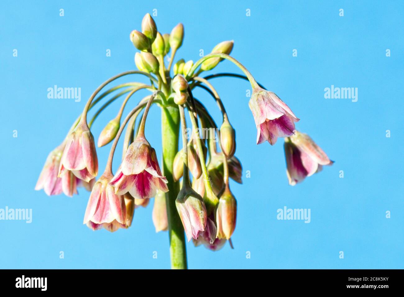 Ein Blütenkopf von Nectaroscordum siculum subsp. Bulgaricum, auch bekannt als Allium bulgaricum, Honig Knoblauch, sizilianische Honiglilie, sizilianischen Honig Knoblauch, o Stockfoto