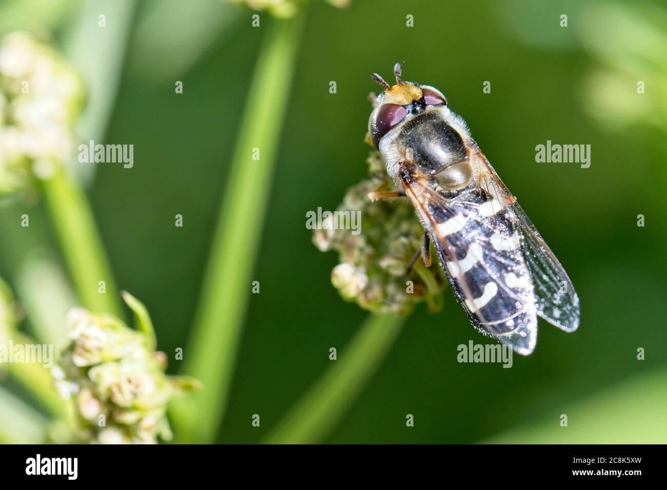 Schwebfliege (Scaeva pyrastri), in Ruhe, Cornwall, England, Großbritannien. Stockfoto