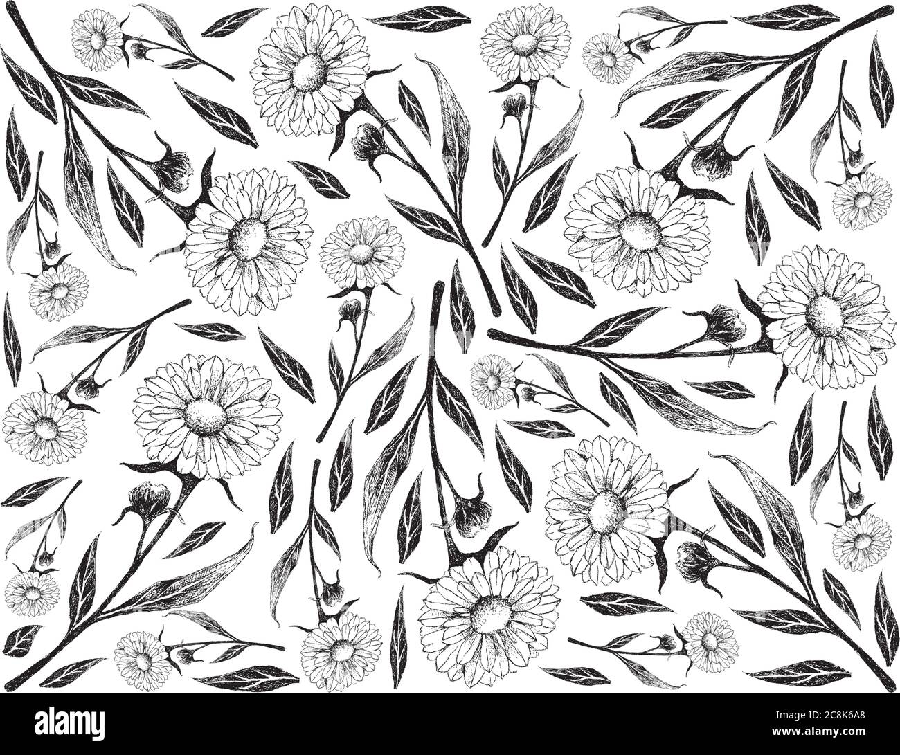 Kräuterblume und Pflanze, handgezeichneter Hintergrund von Calendula oder Ringelblume Blume für pflanzliche und kosmetische Produkte verwendet Stock Vektor