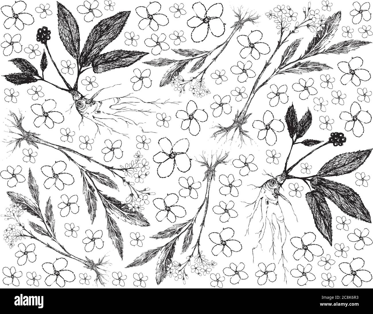 Kräuterblume und Pflanze, handgezeichneter Hintergrund von Baldrian und Ginseng Pflanzen für traditionelle Medizin verwendet. Stock Vektor